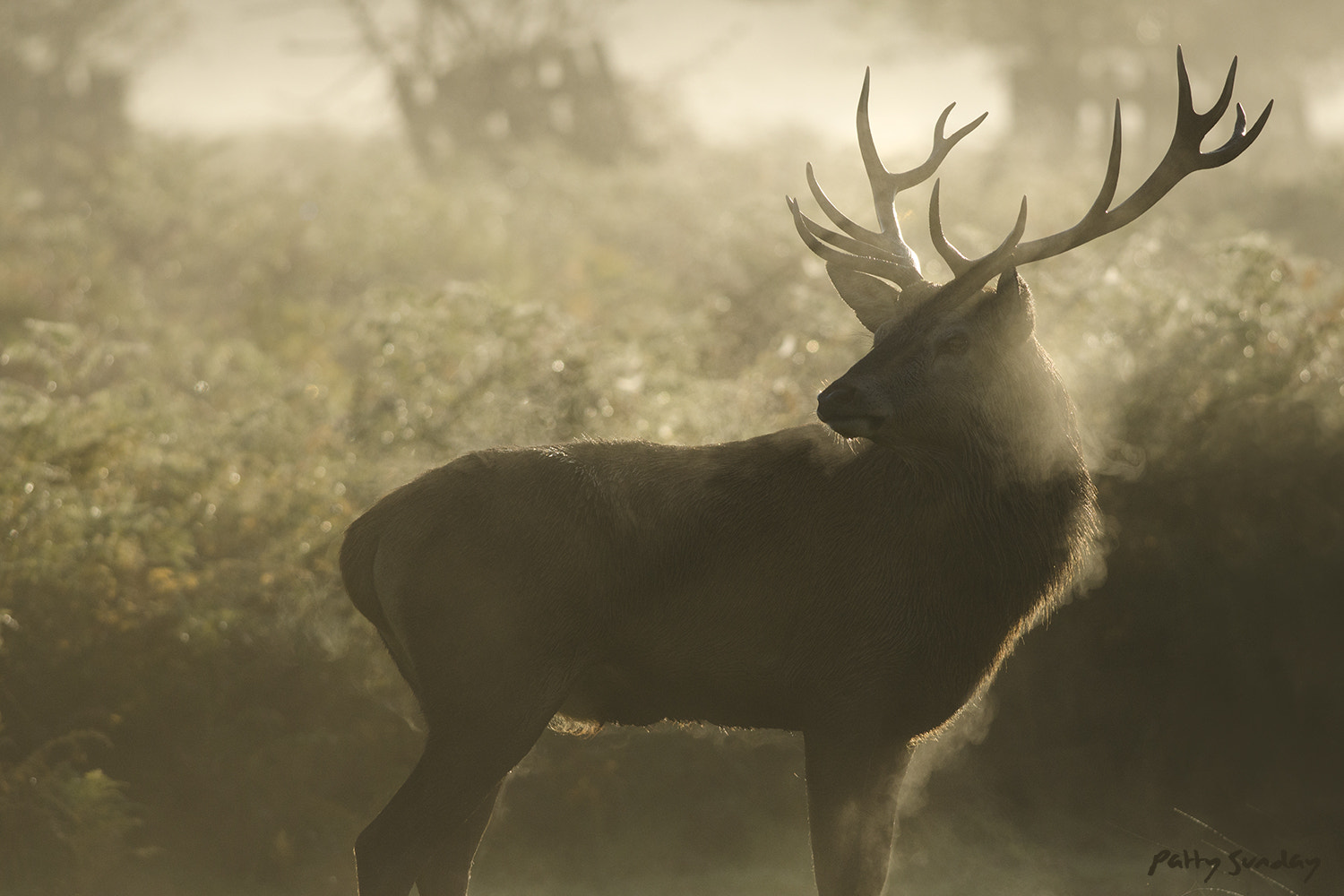 Nikon D5100 + Nikon AF-S Nikkor 300mm F4D ED-IF sample photo. Morning my deer photography