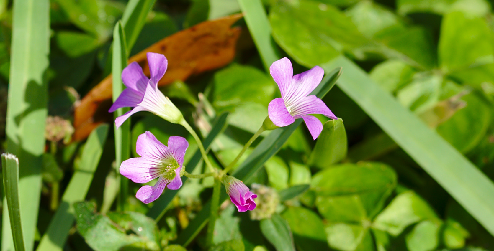 ZEISS Otus 85mm F1.4 sample photo. Flowering oxalis photography