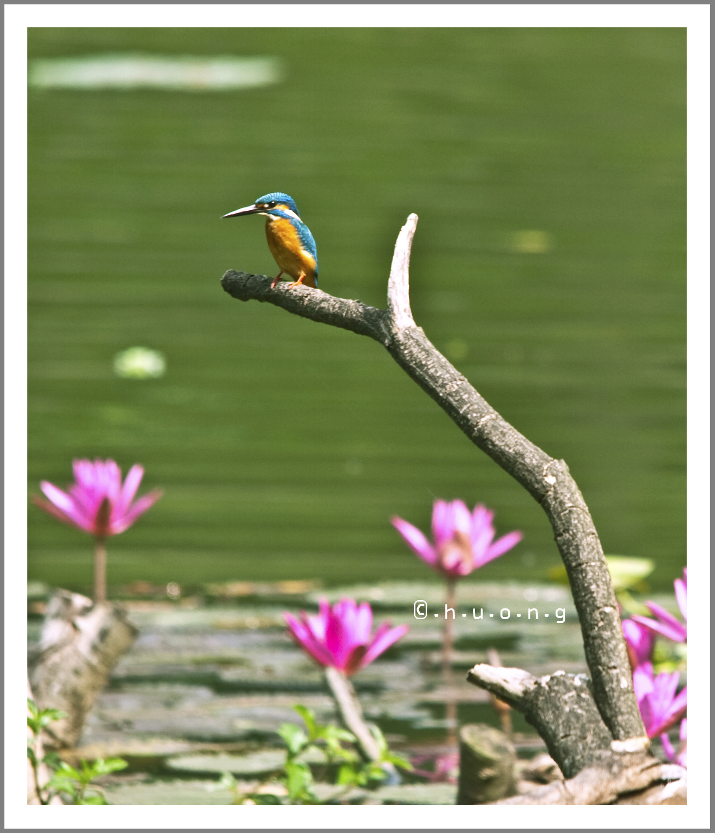 Nikon D2Hs sample photo. Kingfisher photography