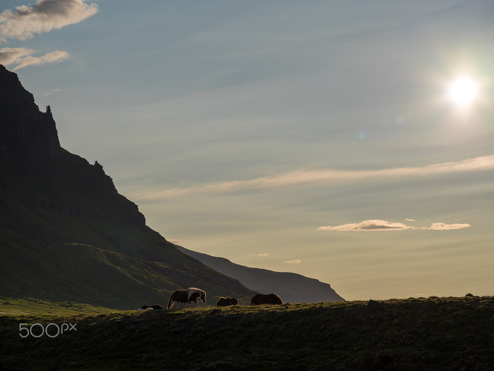 Pentax 645Z sample photo. Iceland horses photography