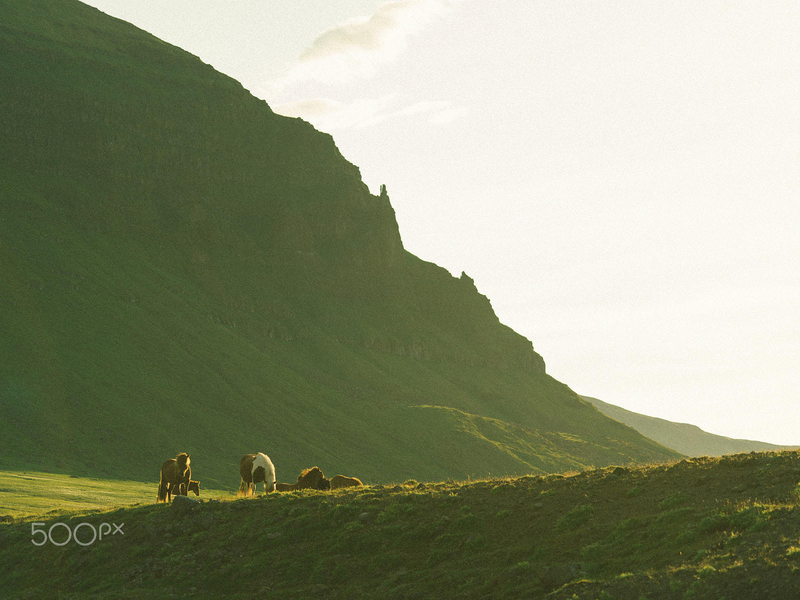 Pentax 645Z sample photo. Iceland horses photography