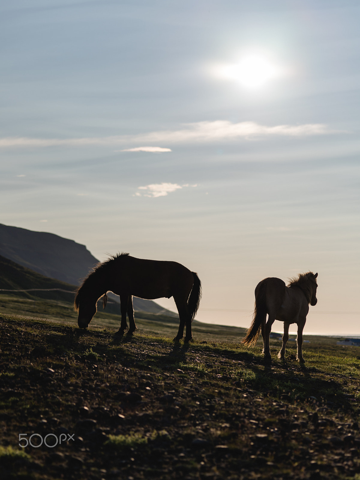 Pentax 645Z + smc PENTAX-FA 645 Macro 120mm F4 sample photo. Iceland horses photography