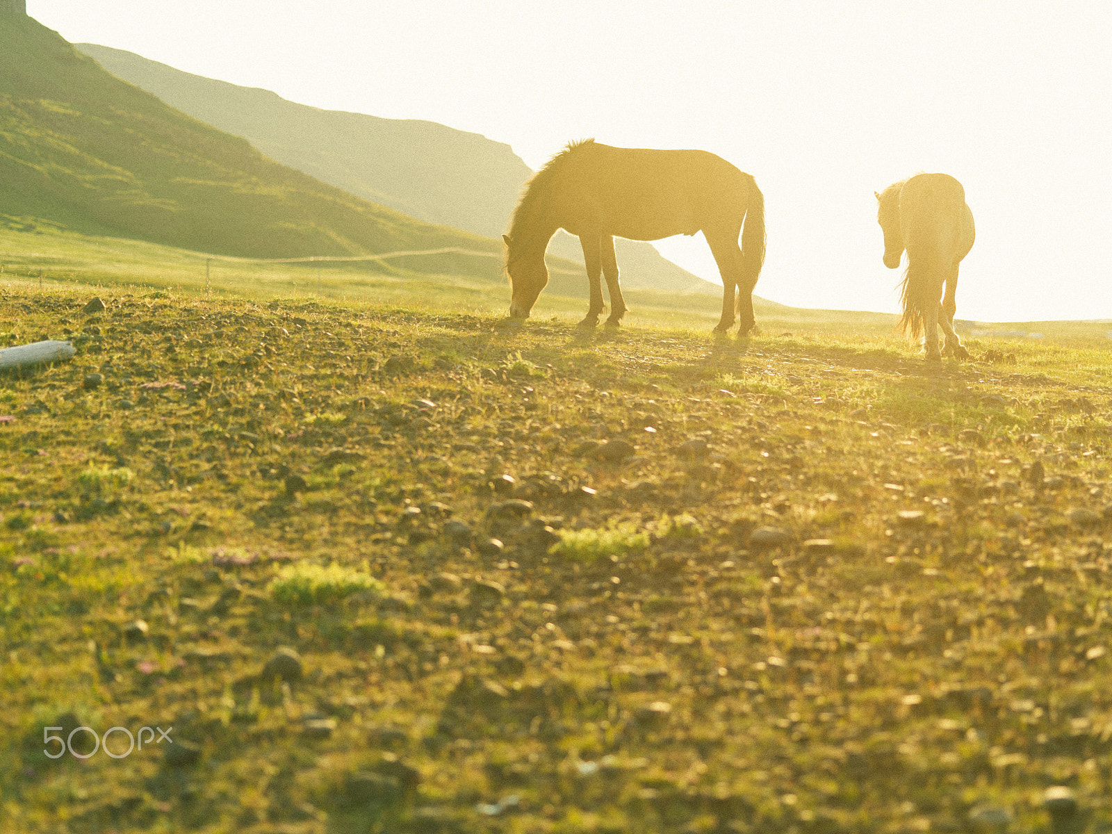 Pentax 645Z + smc PENTAX-FA 645 Macro 120mm F4 sample photo. Iceland horses photography