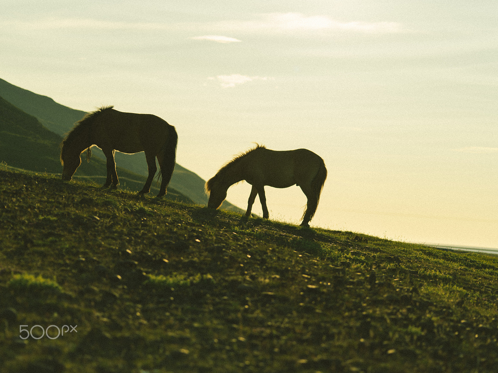 Pentax 645Z + smc PENTAX-FA 645 Macro 120mm F4 sample photo. Iceland horses photography