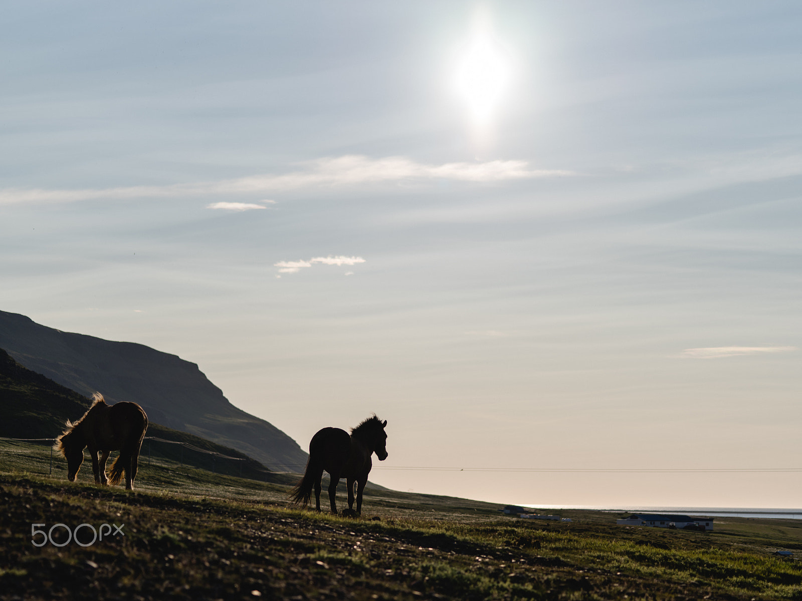 Pentax 645Z sample photo. Iceland horses photography