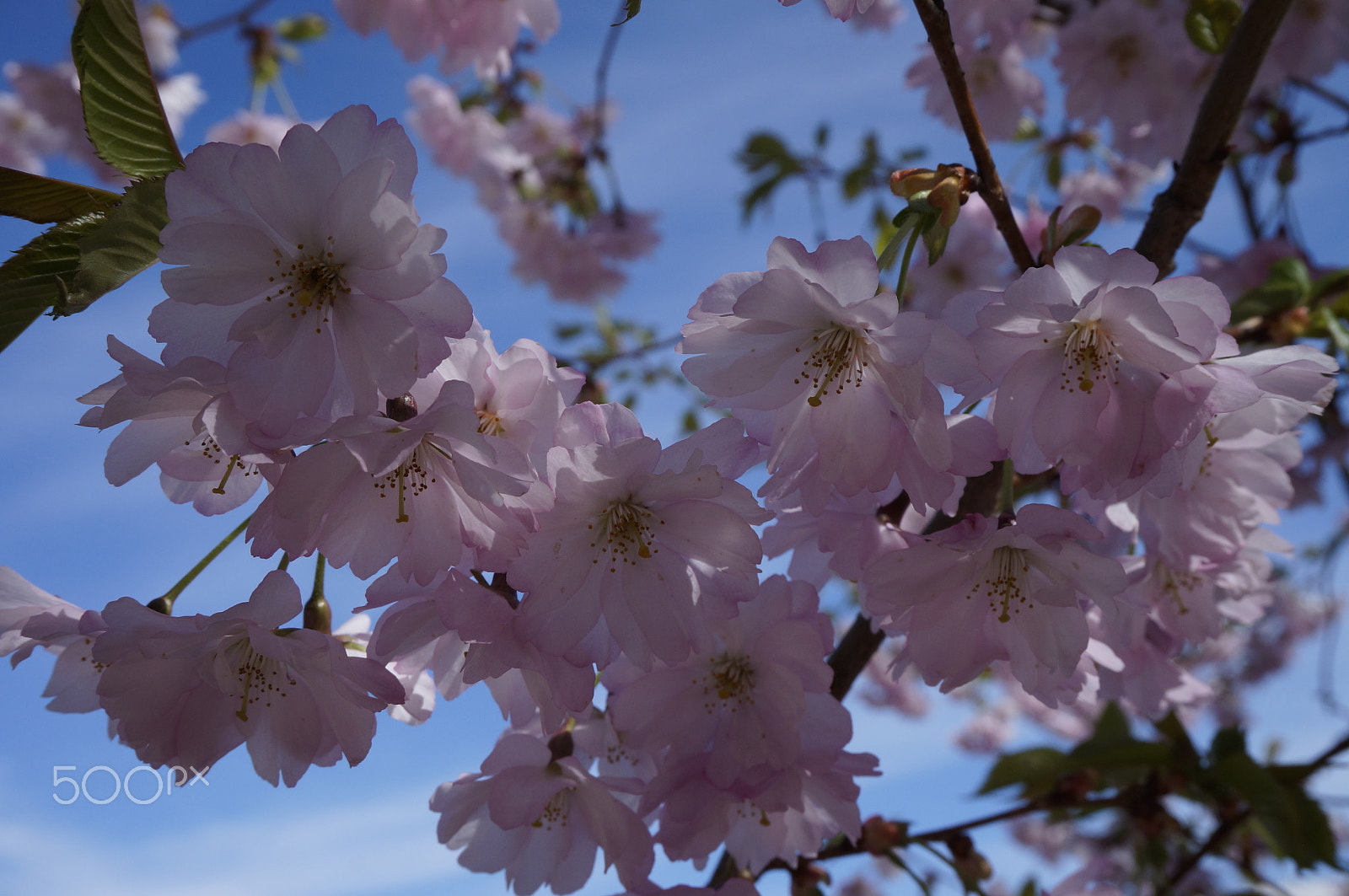Sony E 16-50mm F3.5-5.6 PZ OSS sample photo. 051.jpg photography