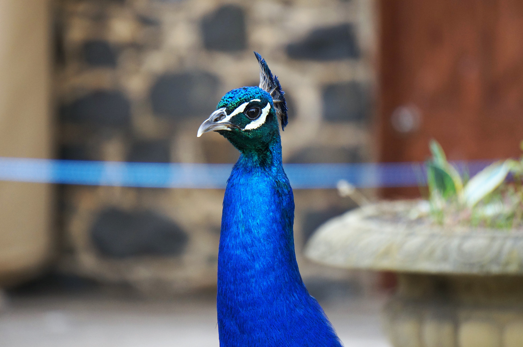 Sony E 55-210mm F4.5-6.3 OSS sample photo. Peacock.jpg photography
