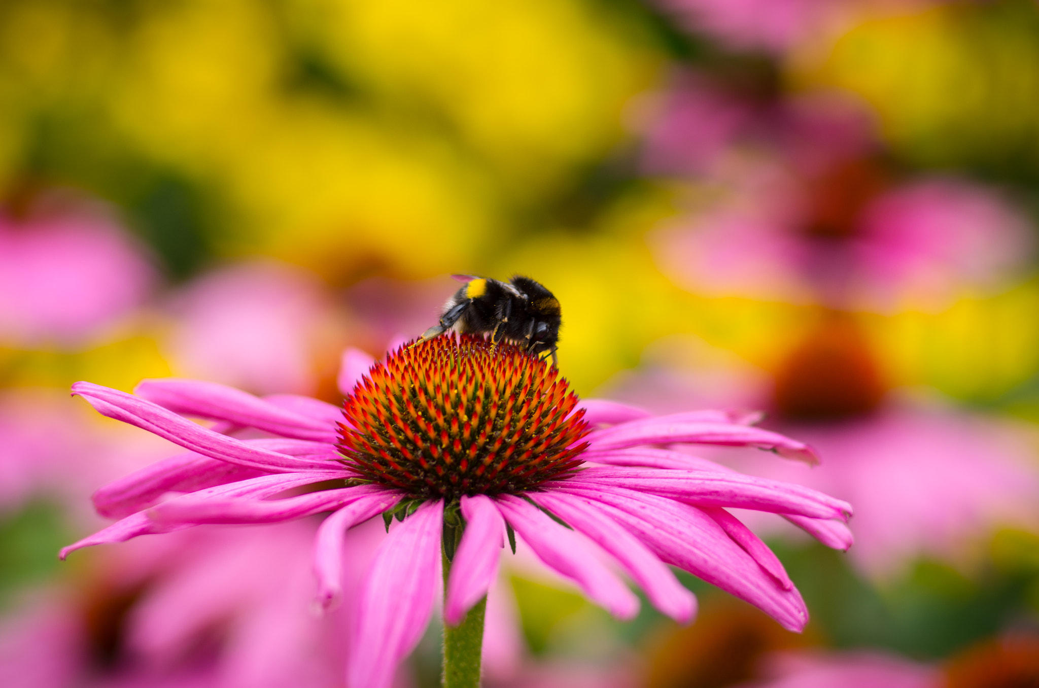 Pentax K-5 + Pentax smc FA 77mm 1.8 Limited sample photo. Bumblebee photography