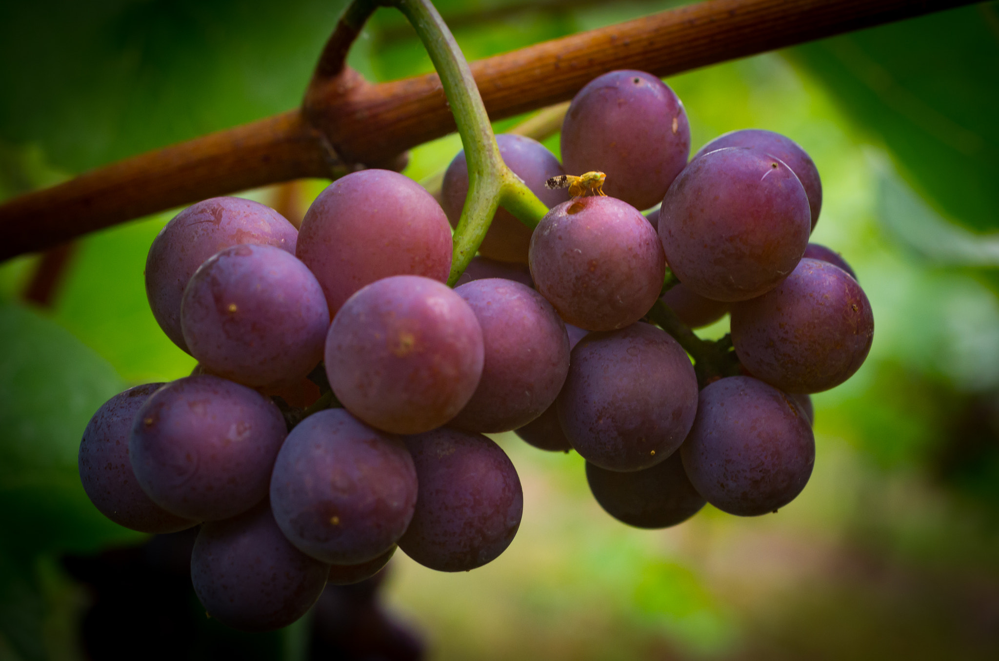 Pentax K-5 + smc PENTAX-F MACRO 50mm F2.8 sample photo. Grapes photography