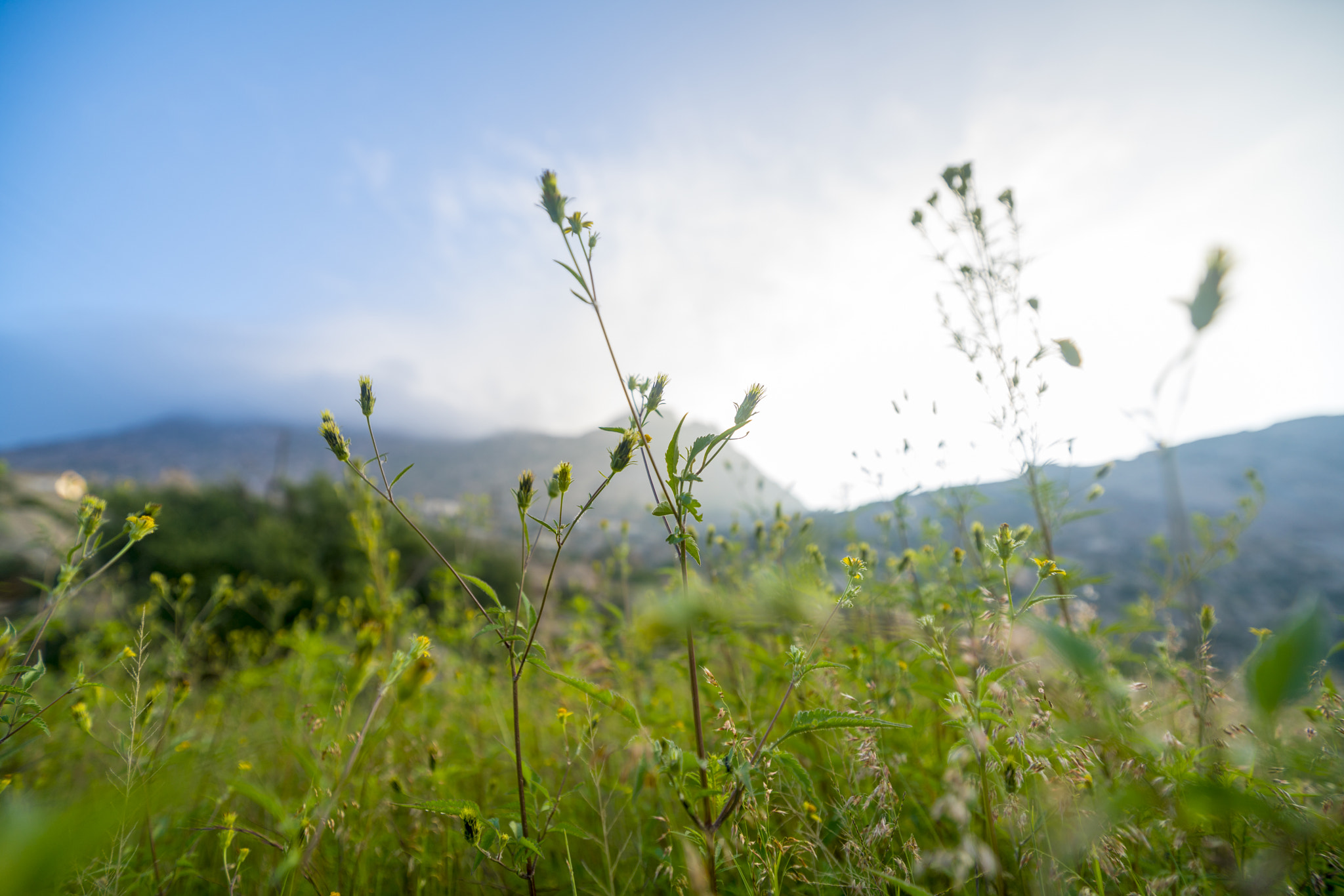 Sony a7R II + Sony Vario-Sonnar T* 16-35mm F2.8 ZA SSM sample photo. Breath of life photography