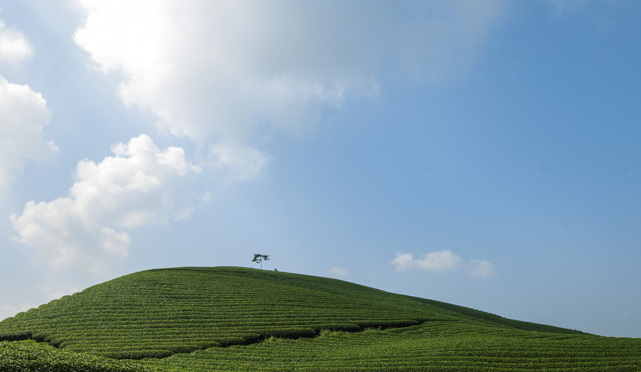Nikon D2Xs sample photo. Moc chau tea farm photography