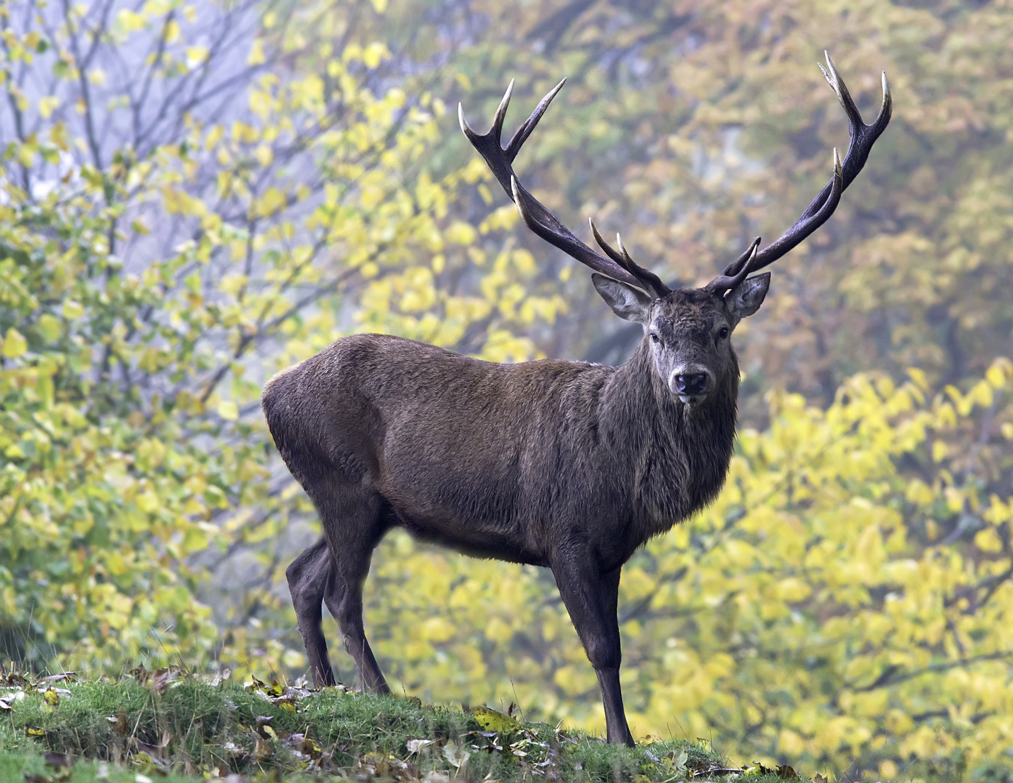 Canon EF 300mm F4L IS USM sample photo. Red deer stag. photography