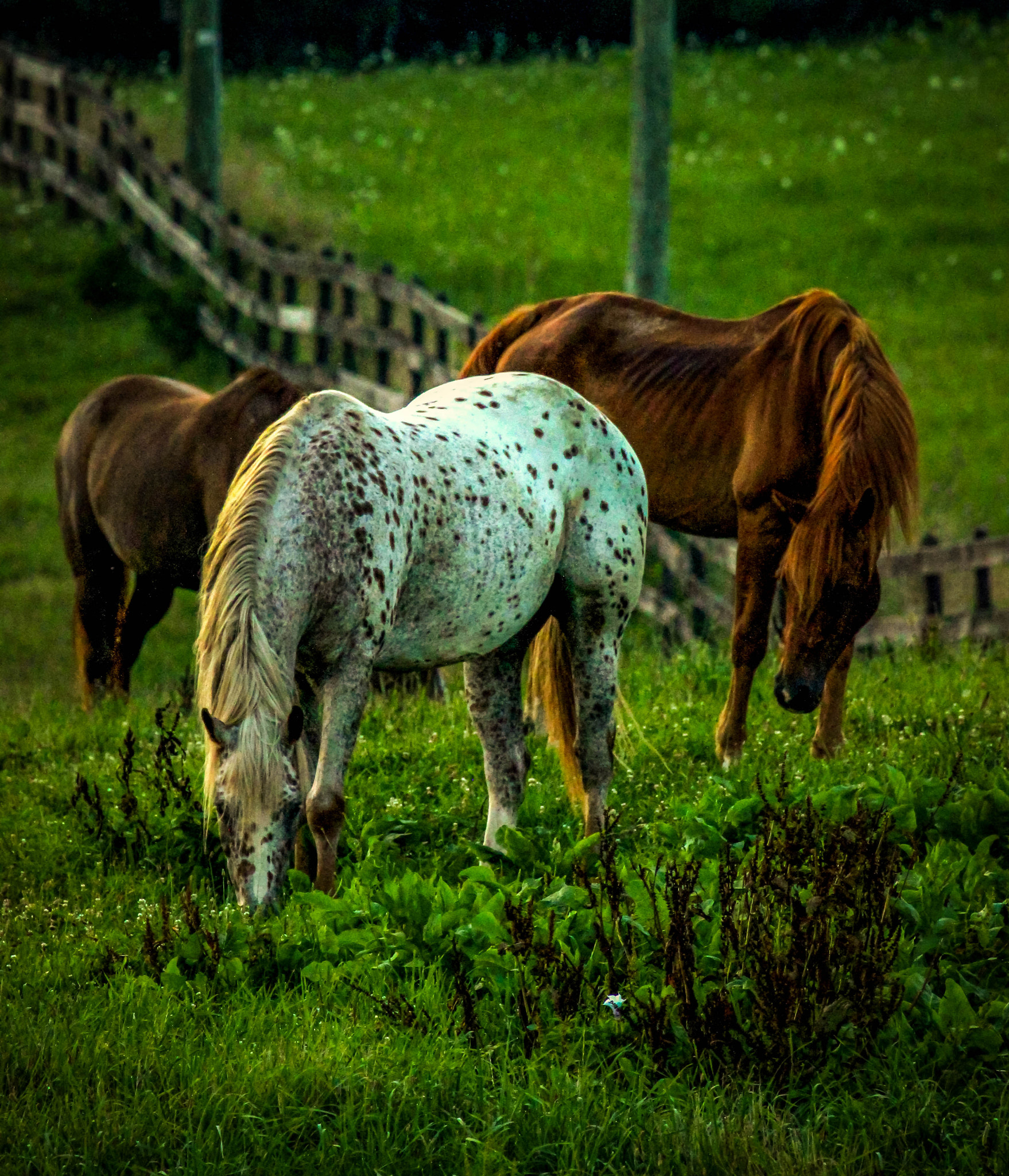 Canon EF 100-400mm F4.5-5.6L IS USM sample photo. Grazing photography