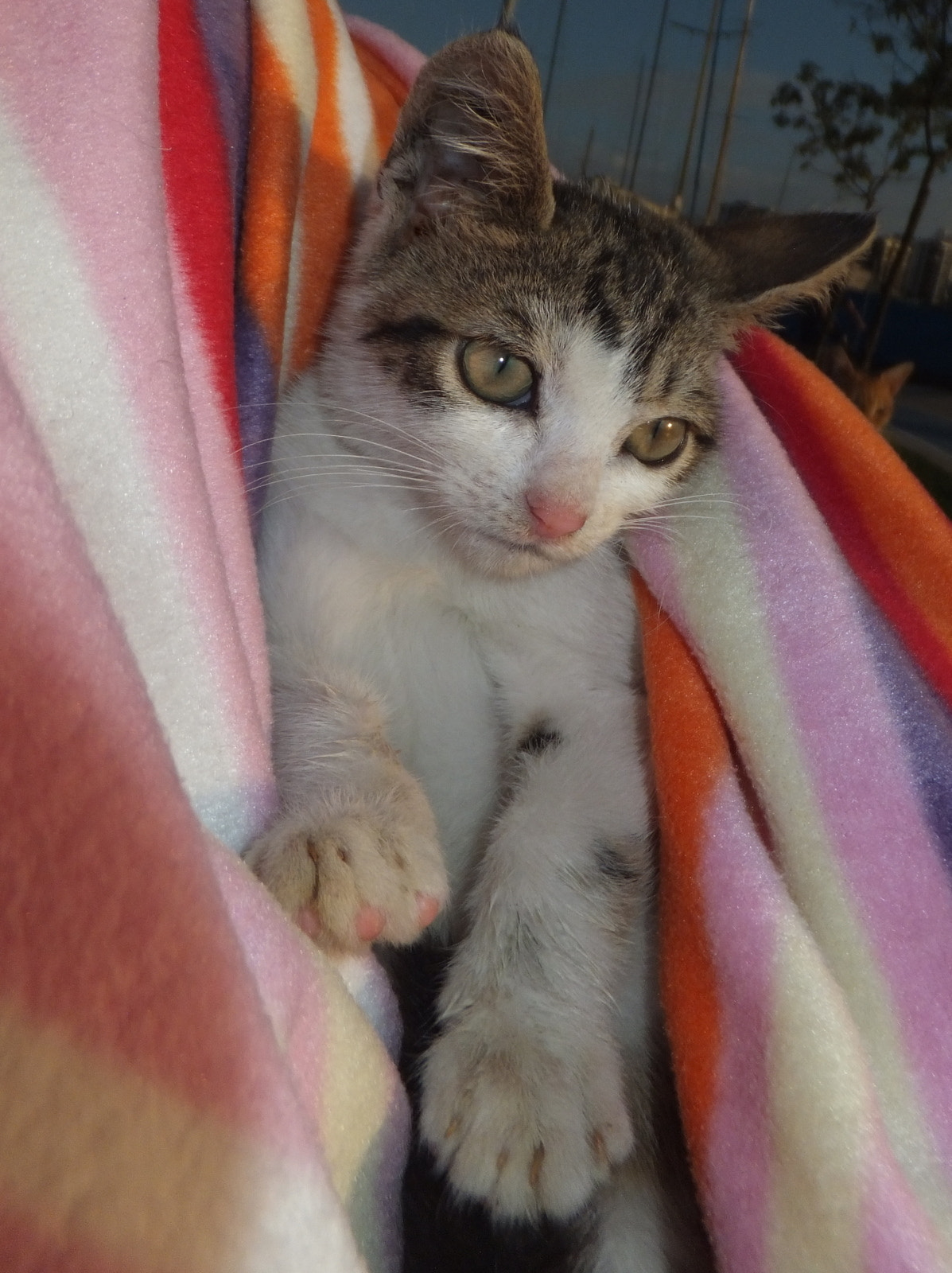 FujiFilm FinePix F500 EXR (FinePix F505 EXR) sample photo. Kitty photography