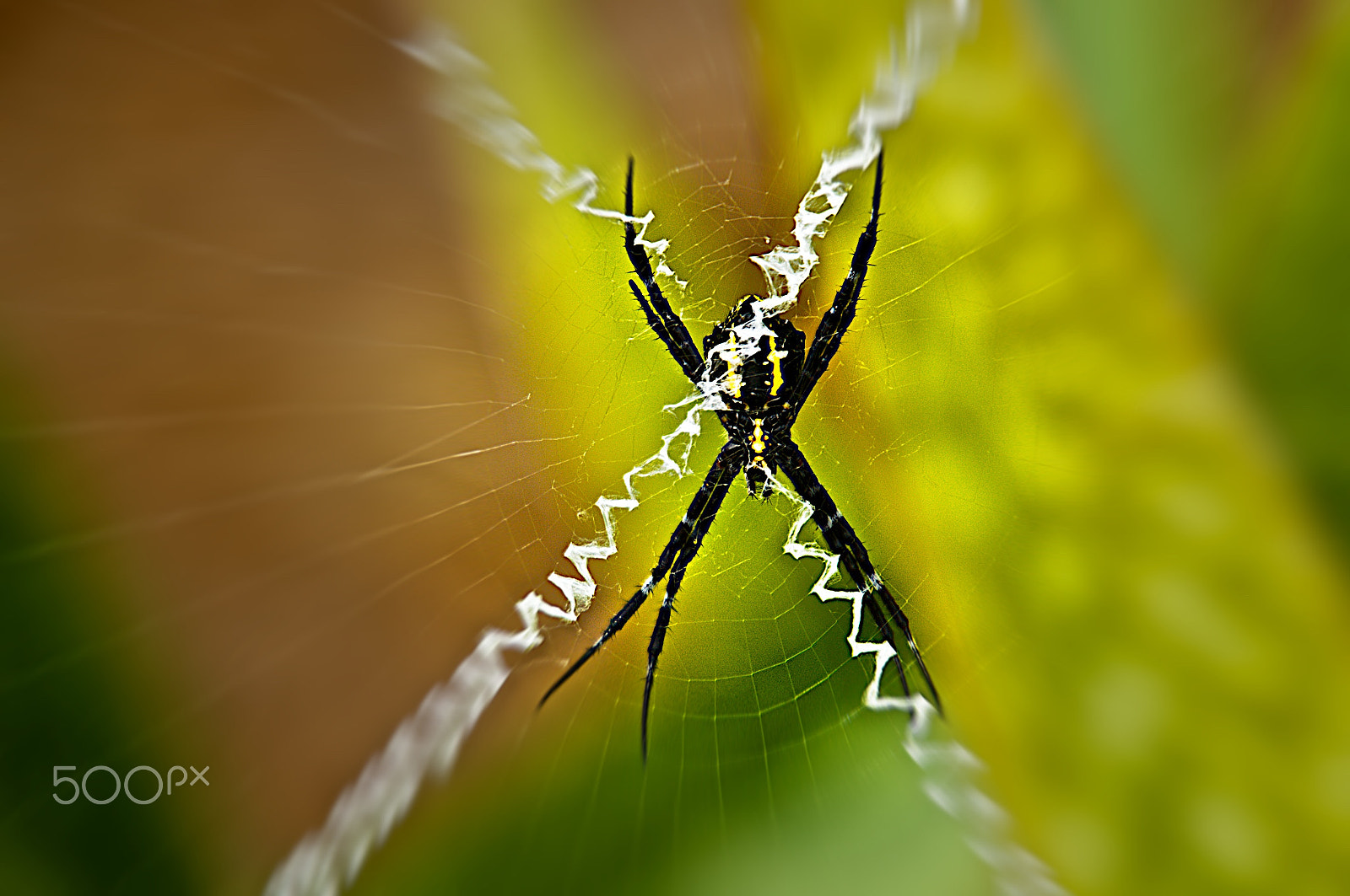 Sony E PZ 18-200mm F3.5-6.3 OSS sample photo. Spider1 photography