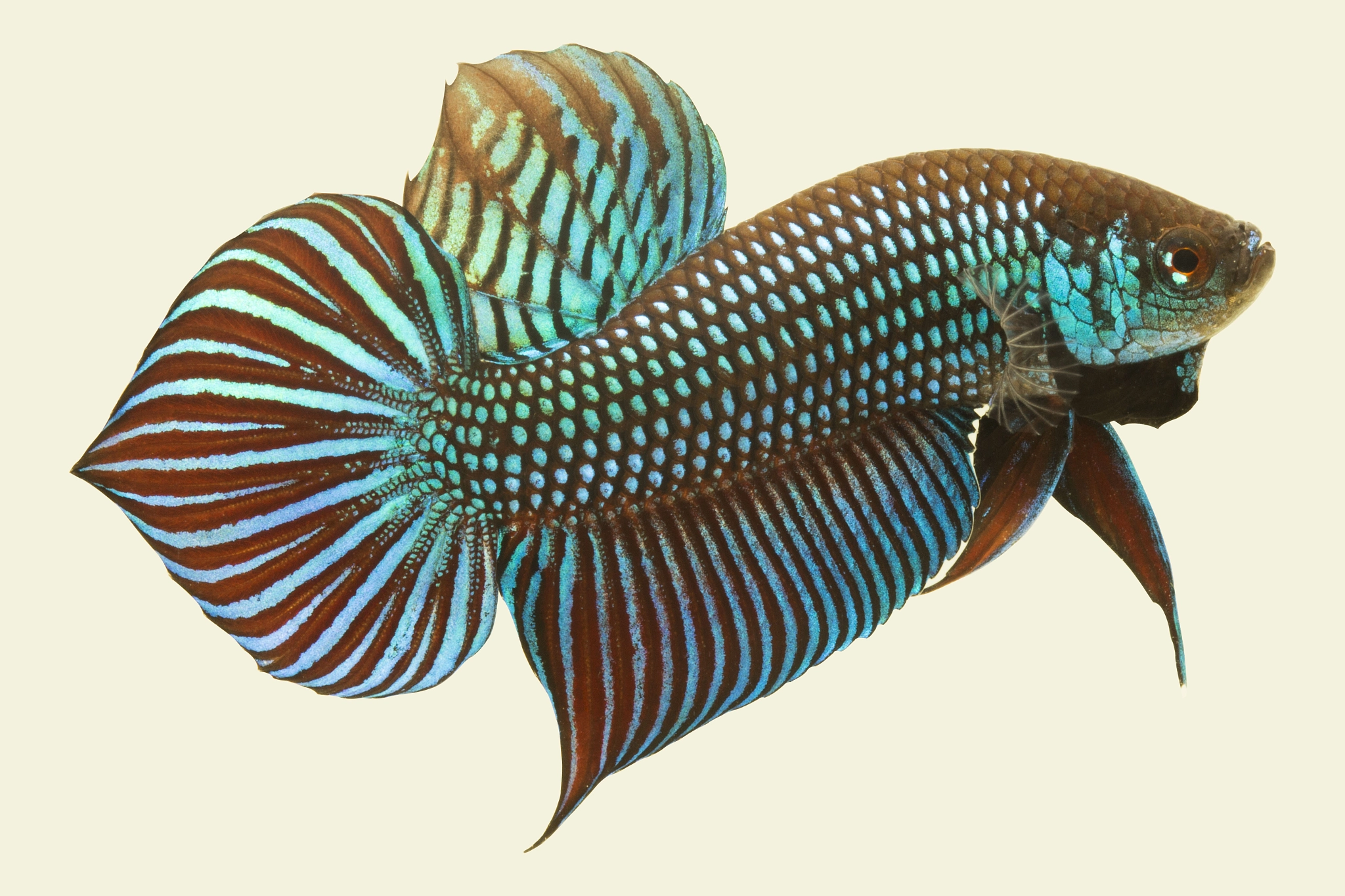 Canon EOS 700D (EOS Rebel T5i / EOS Kiss X7i) + Canon EF 100mm F2.8 Macro USM sample photo. Betta mahachai photography