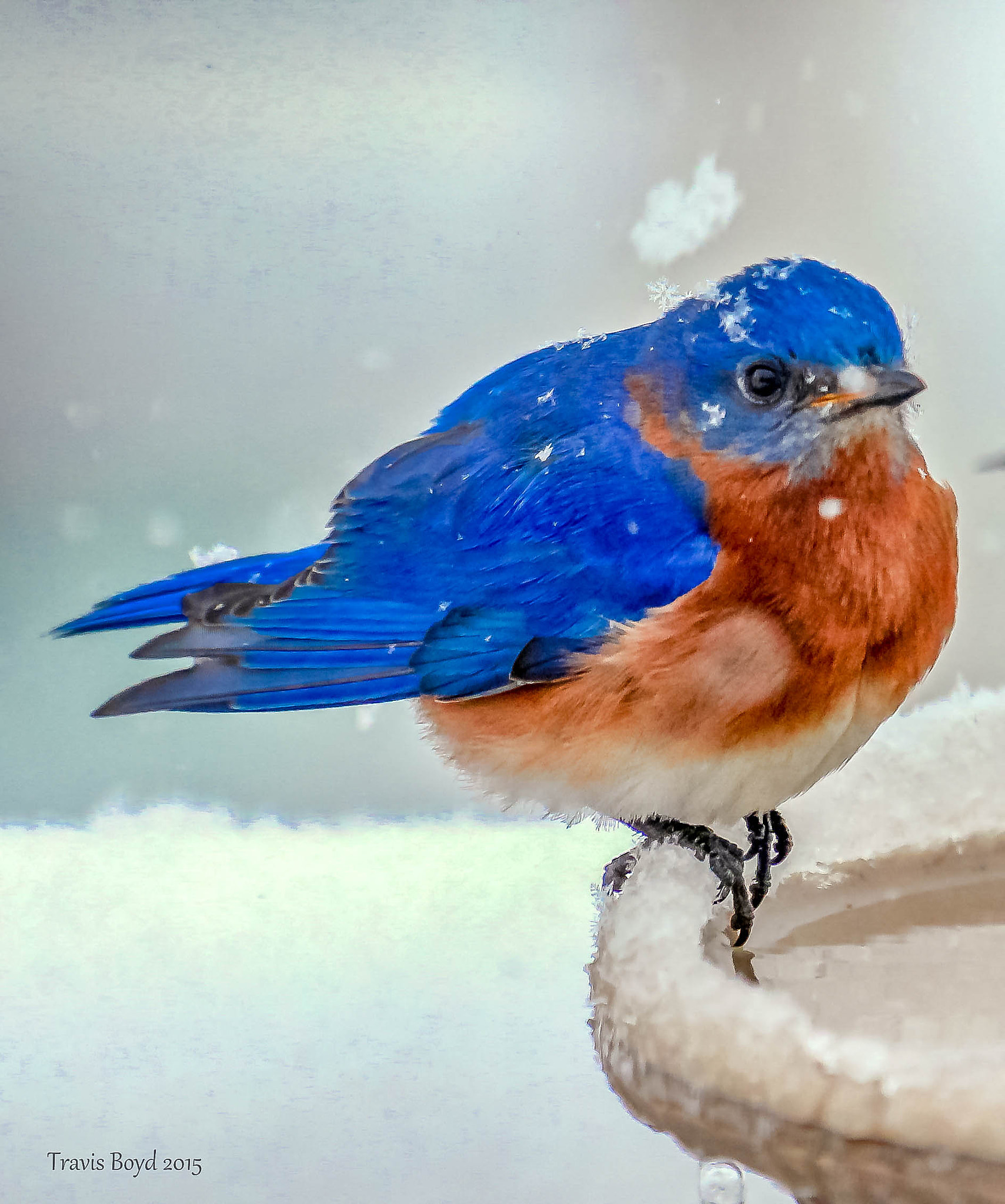 Canon EOS 600D (Rebel EOS T3i / EOS Kiss X5) + Canon EF 100-400mm F4.5-5.6L IS USM sample photo. Bluebird with snowflake photography