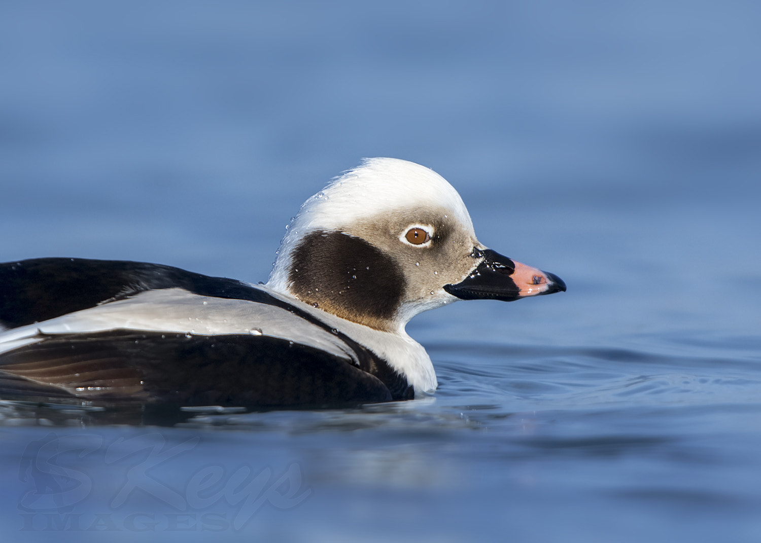 Nikon D7200 + Sigma 500mm F4.5 EX DG HSM sample photo. In blue (long-tailed duck) photography