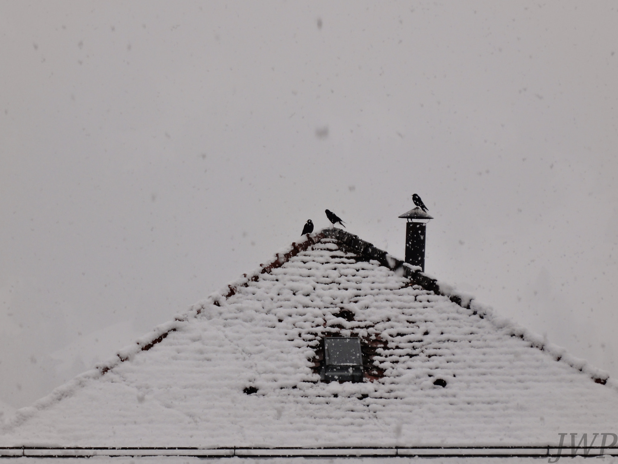 Sony DSC-WX5 sample photo. Crows in a snowstorm photography