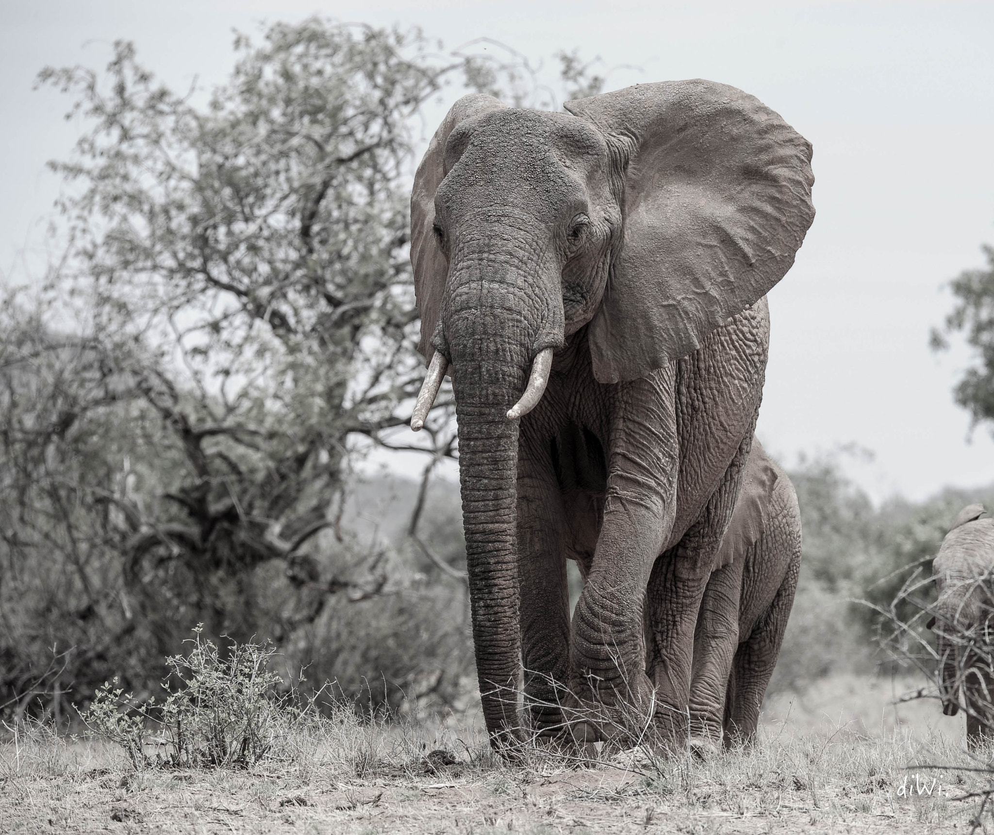 Sigma 150-600mm F5-6.3 DG OS HSM | S sample photo. Majestic photography