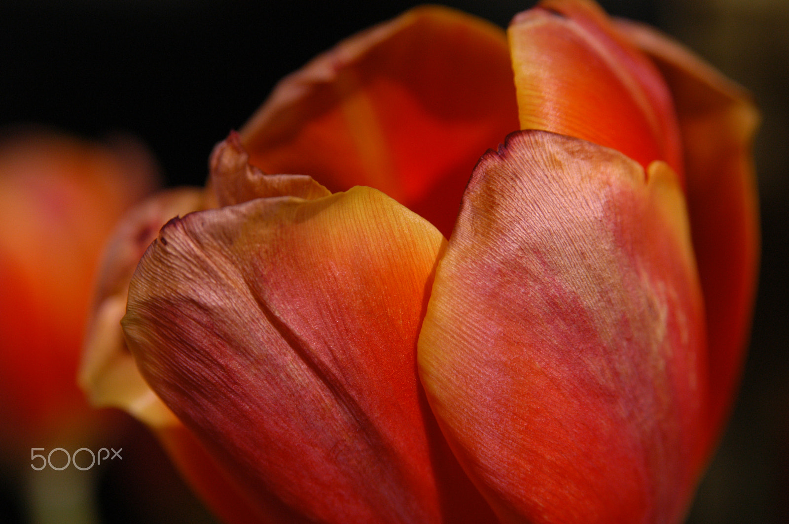 Nikon D100 sample photo. Tulip treasure photography