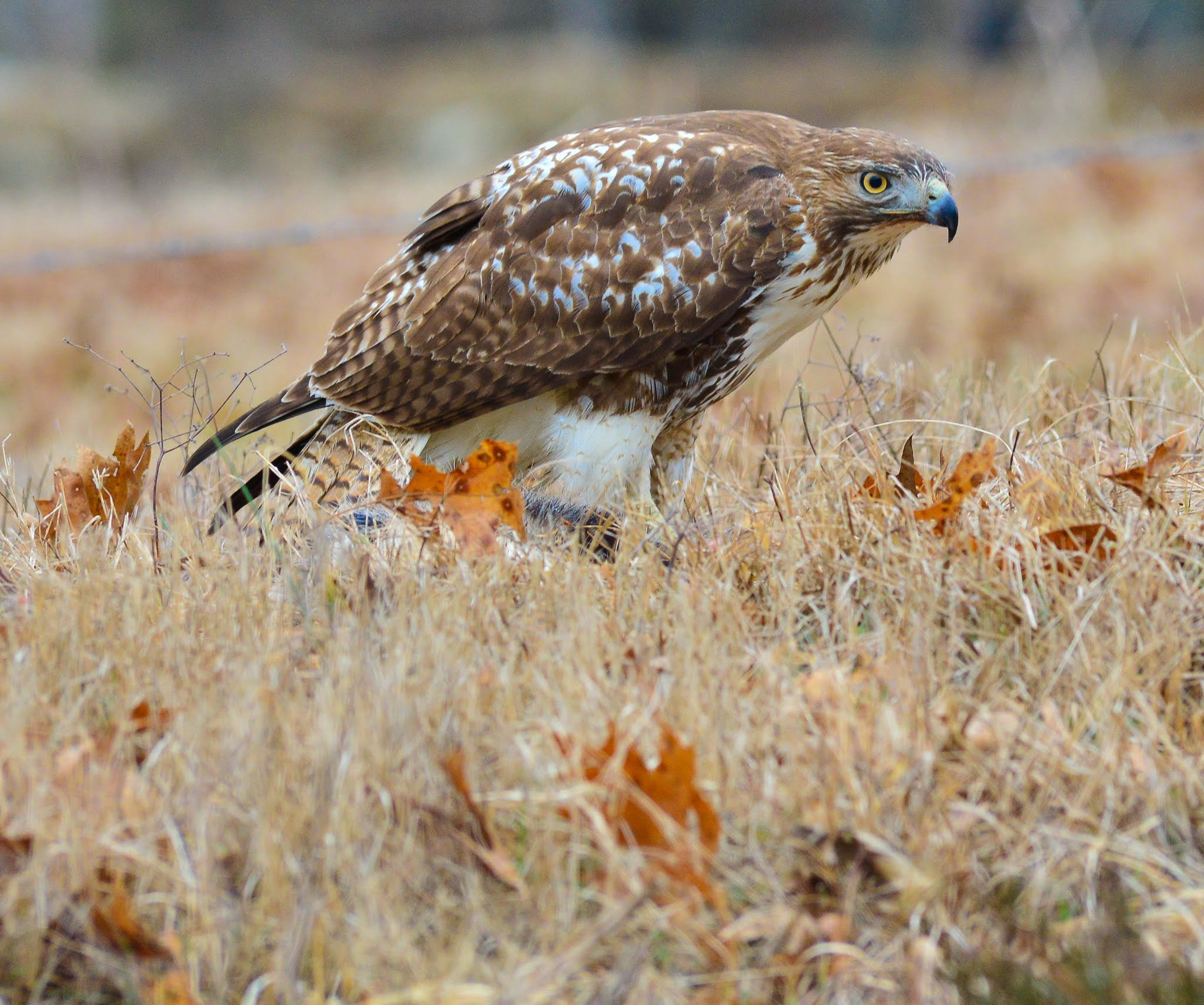Nikon AF-S Nikkor 300mm F2.8G ED VR II sample photo. Protecting dinner photography