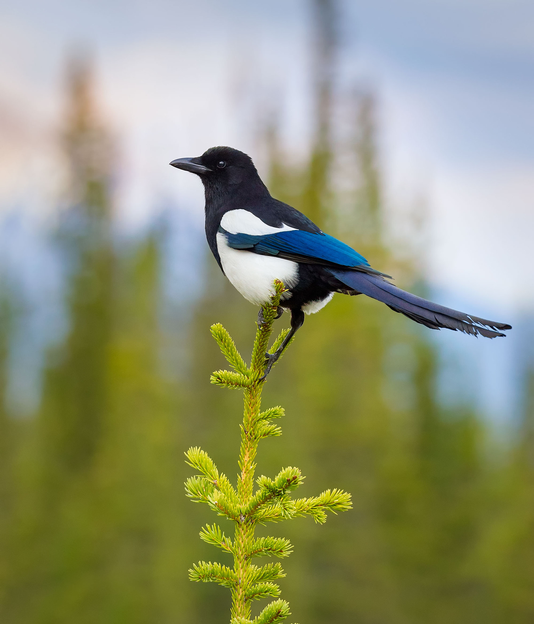 Canon EOS-1D Mark IV + Canon EF 100-400mm F4.5-5.6L IS II USM sample photo. Black billed magpie photography