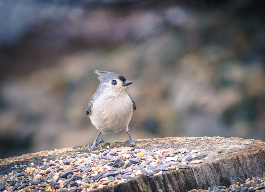 Nikon D5300 + Nikon AF-S Nikkor 300mm F4D ED-IF sample photo. Tufted titmouse photography