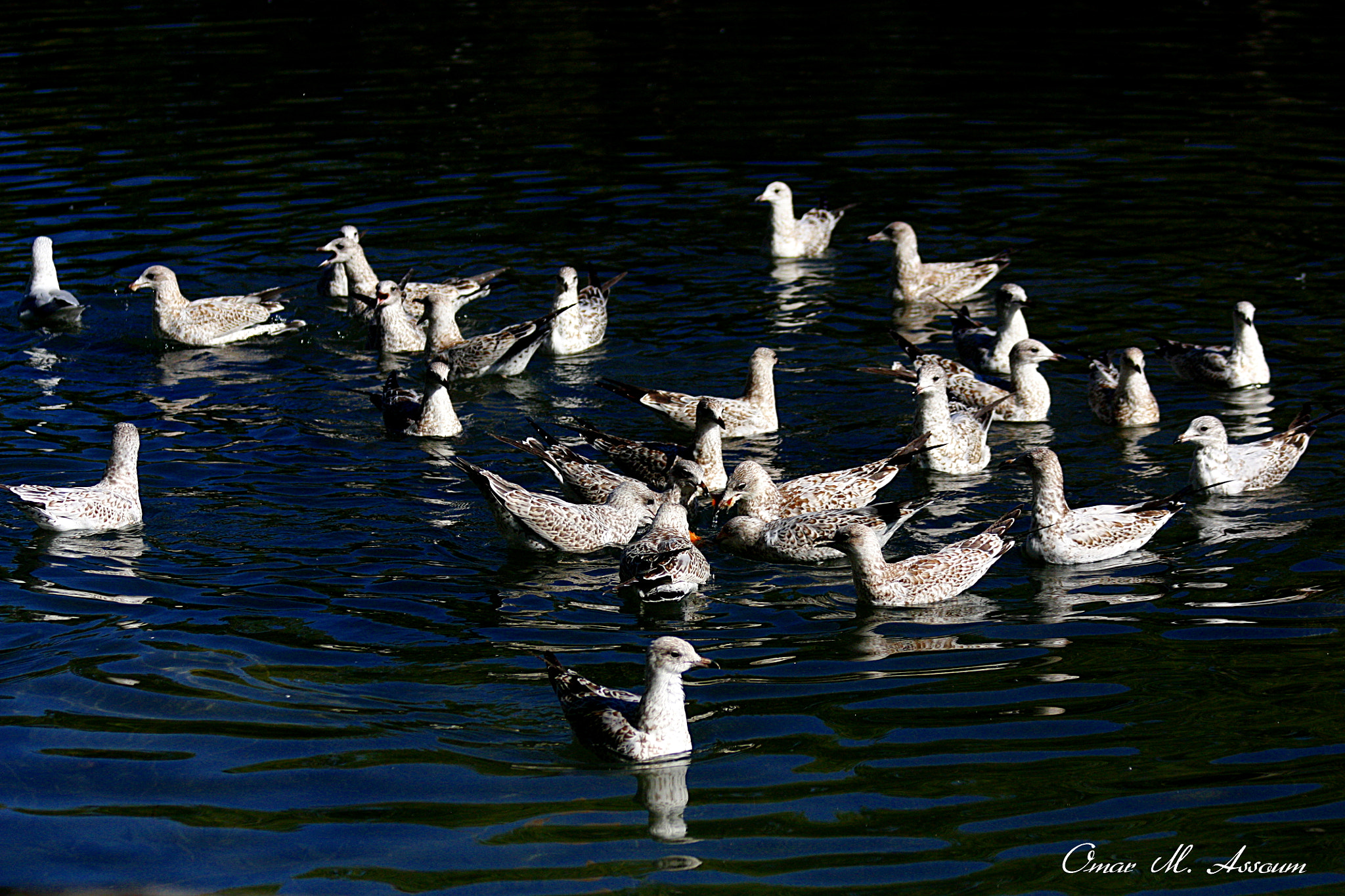 Canon EF 75-300mm F4.0-5.6 IS USM sample photo. Seagulls gathering party photography