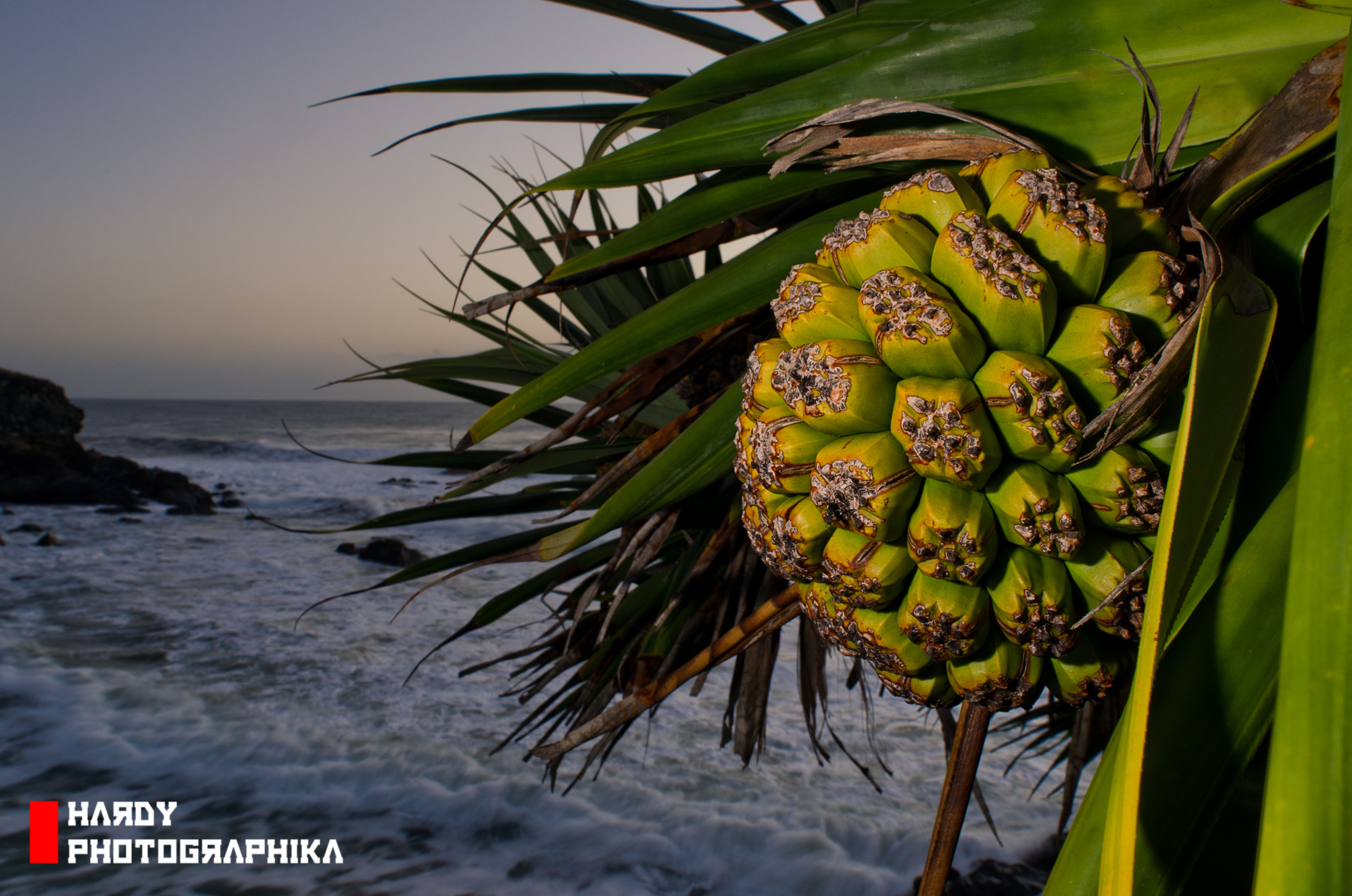 Nikon D7000 + Nikon AF Nikkor 20mm F2.8D sample photo. Pandanus photography