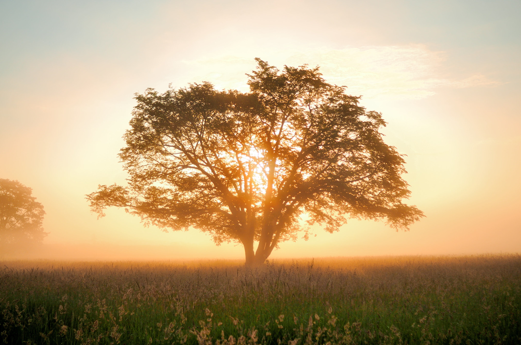 Nikon D300 + AF Nikkor 28mm f/2.8 sample photo. Sun, fog, tree and... photography