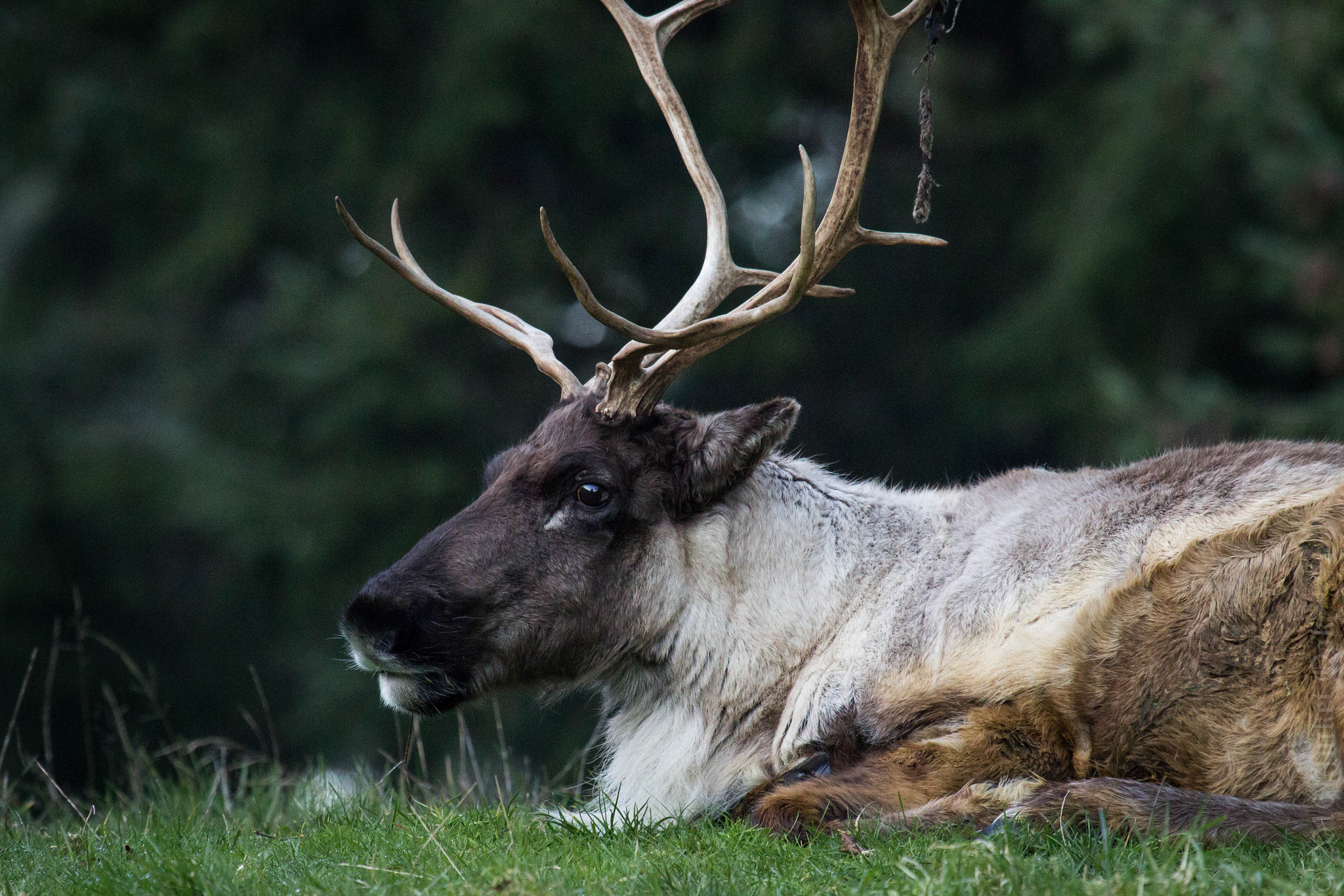 Canon EOS 600D (Rebel EOS T3i / EOS Kiss X5) + Canon EF 100-400mm F4.5-5.6L IS USM sample photo. Reindeer photography