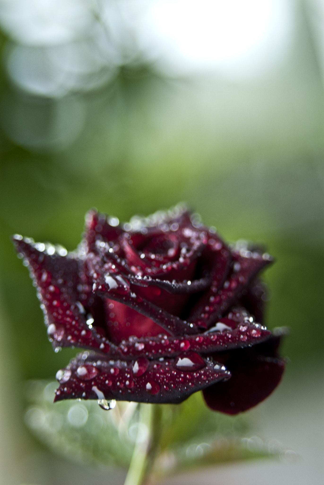 Nikon AF-S Nikkor 28-70mm F2.8 ED-IF sample photo. Blackbaccarawetx photography