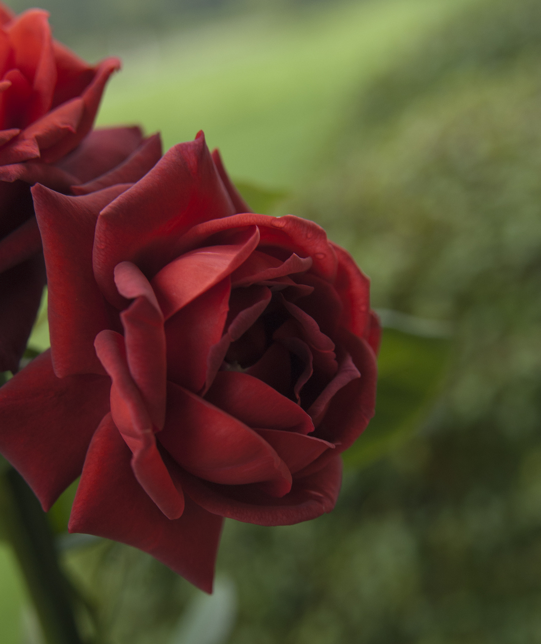 Nikon AF-S Nikkor 28-70mm F2.8 ED-IF sample photo. Chocolaterosex photography