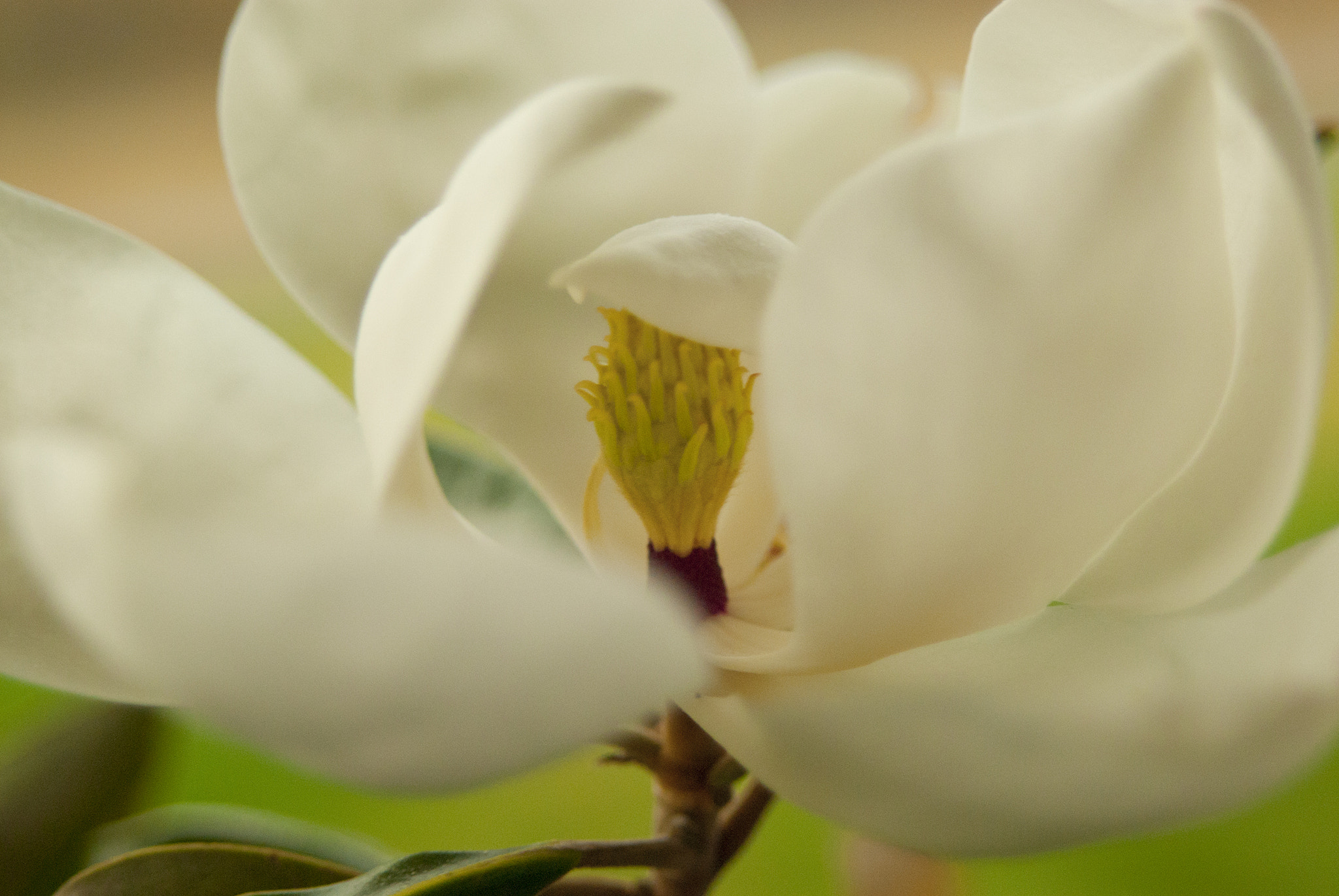 Nikon AF-S Nikkor 28-70mm F2.8 ED-IF sample photo. Magnoliaclosex photography