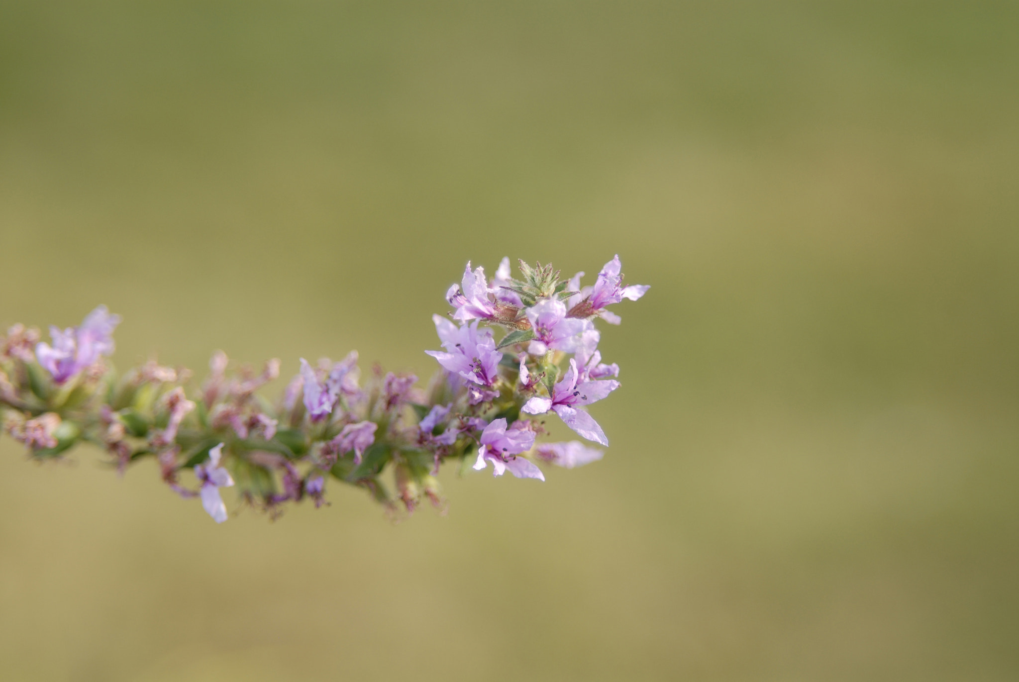 Nikon D200 sample photo. Purpleflowerx photography