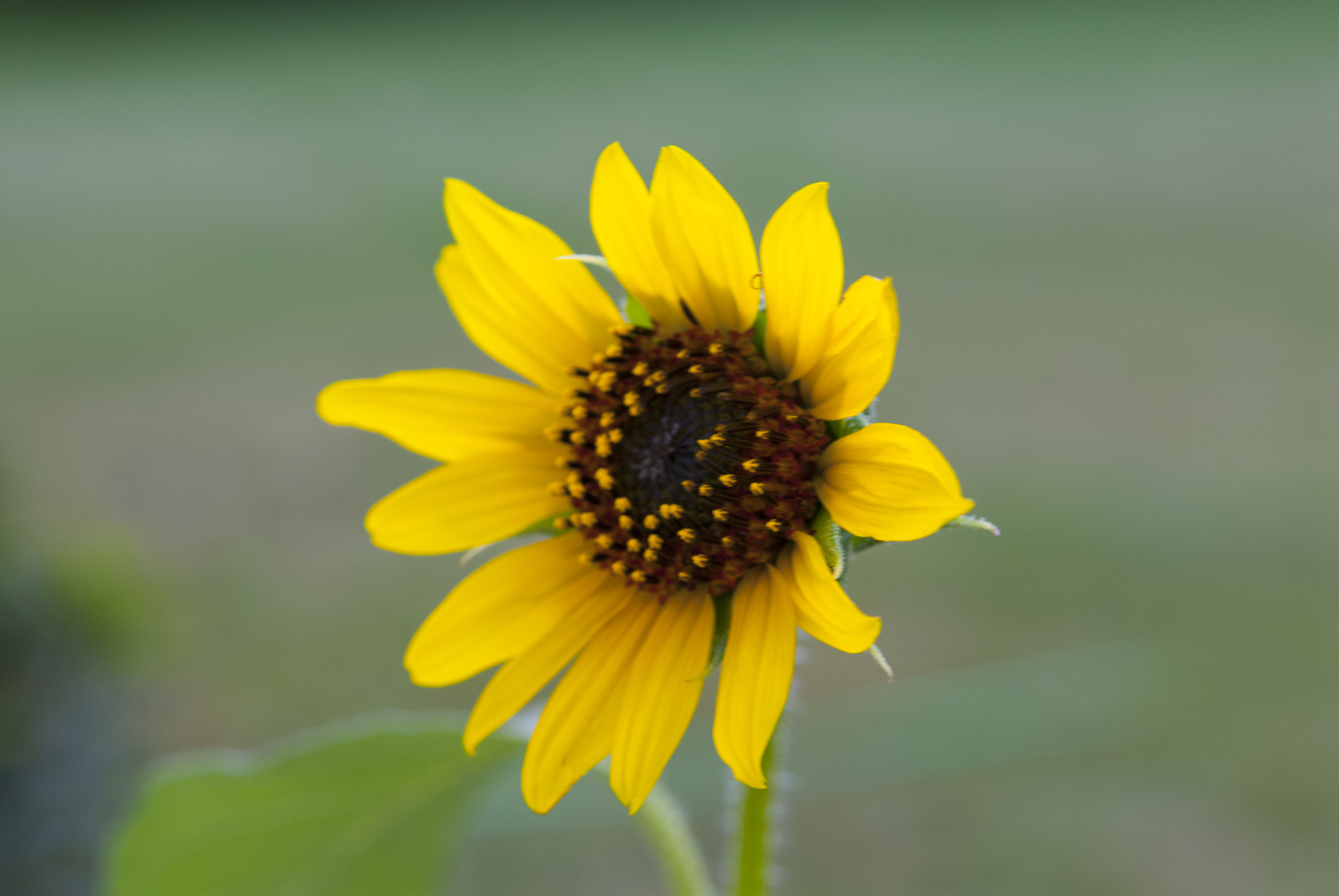 Nikon AF-S Nikkor 28-70mm F2.8 ED-IF sample photo. Sunflowerx photography
