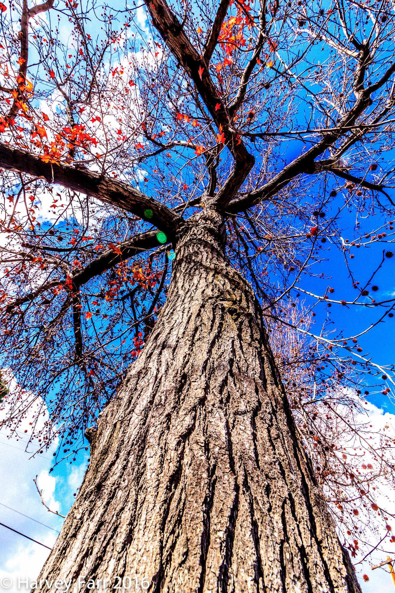 Canon EF-S 10-18mm F4.5–5.6 IS STM sample photo. Tree photography