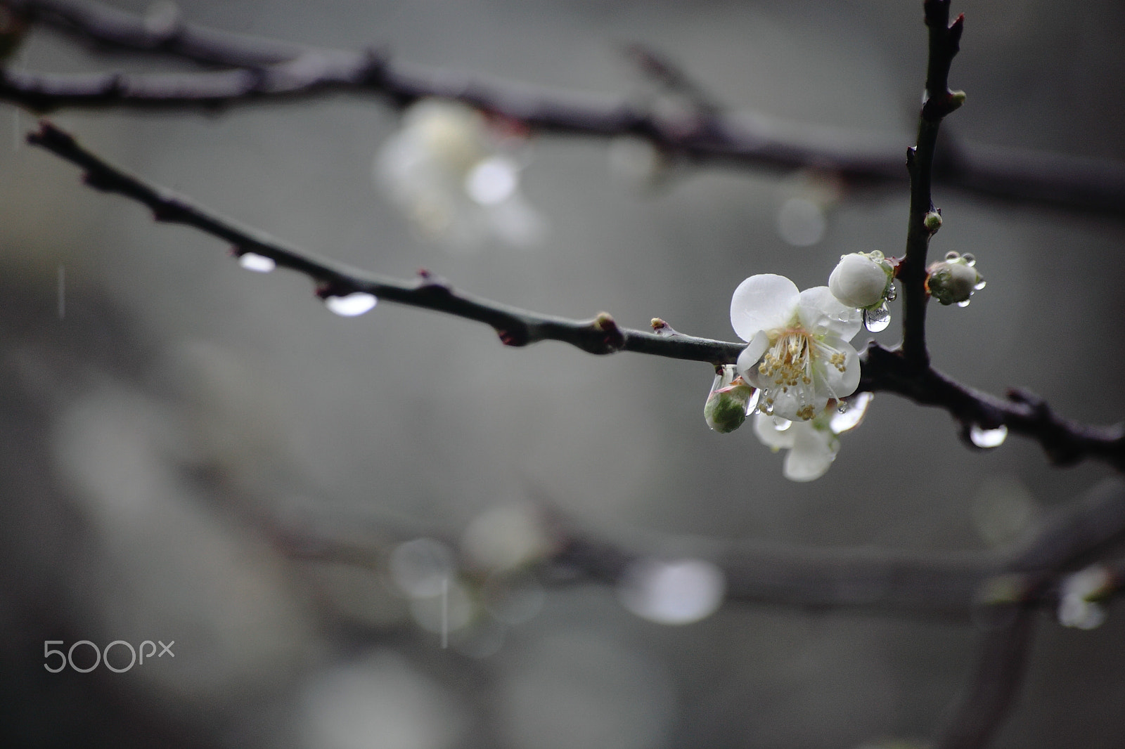 Canon EOS 5D Mark II + Canon 70-300mm sample photo. Blossom in the rain photography