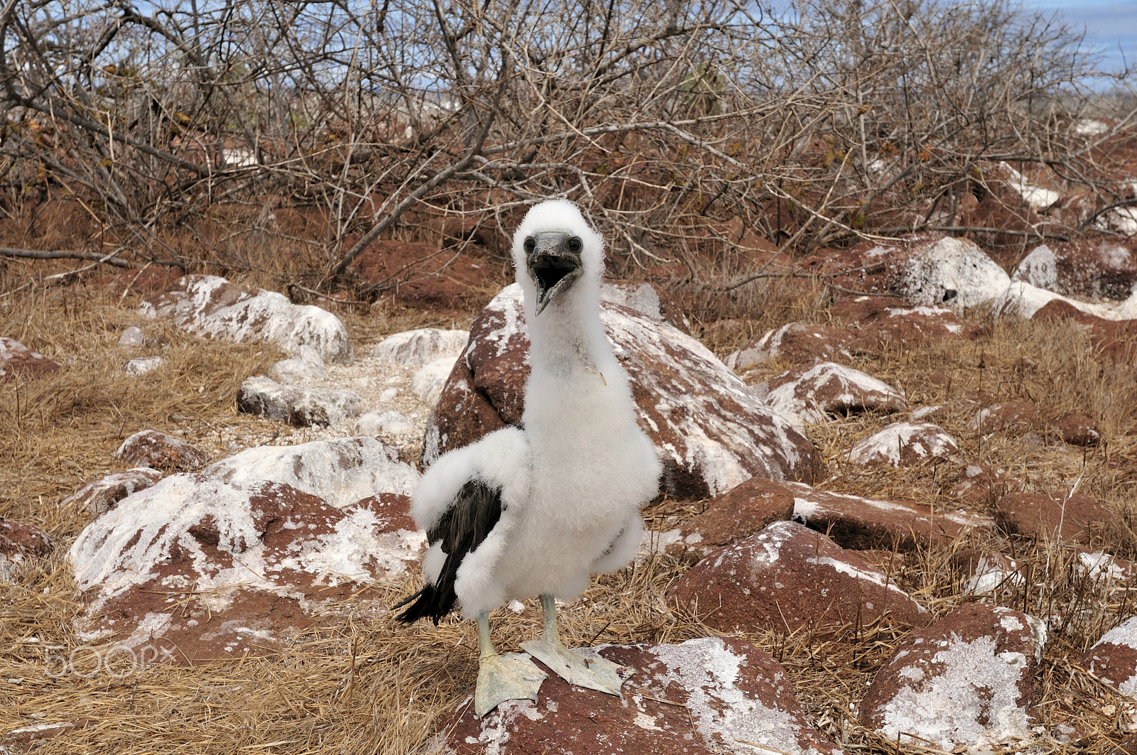 Nikon AF-S Nikkor 17-35mm F2.8D ED-IF sample photo. Juv blue footed boody sing and dance photography