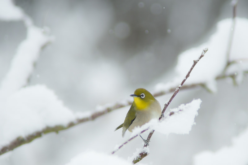 Sony a99 II + Minolta AF 200mm F2.8 HS-APO G sample photo. Snowscape photography