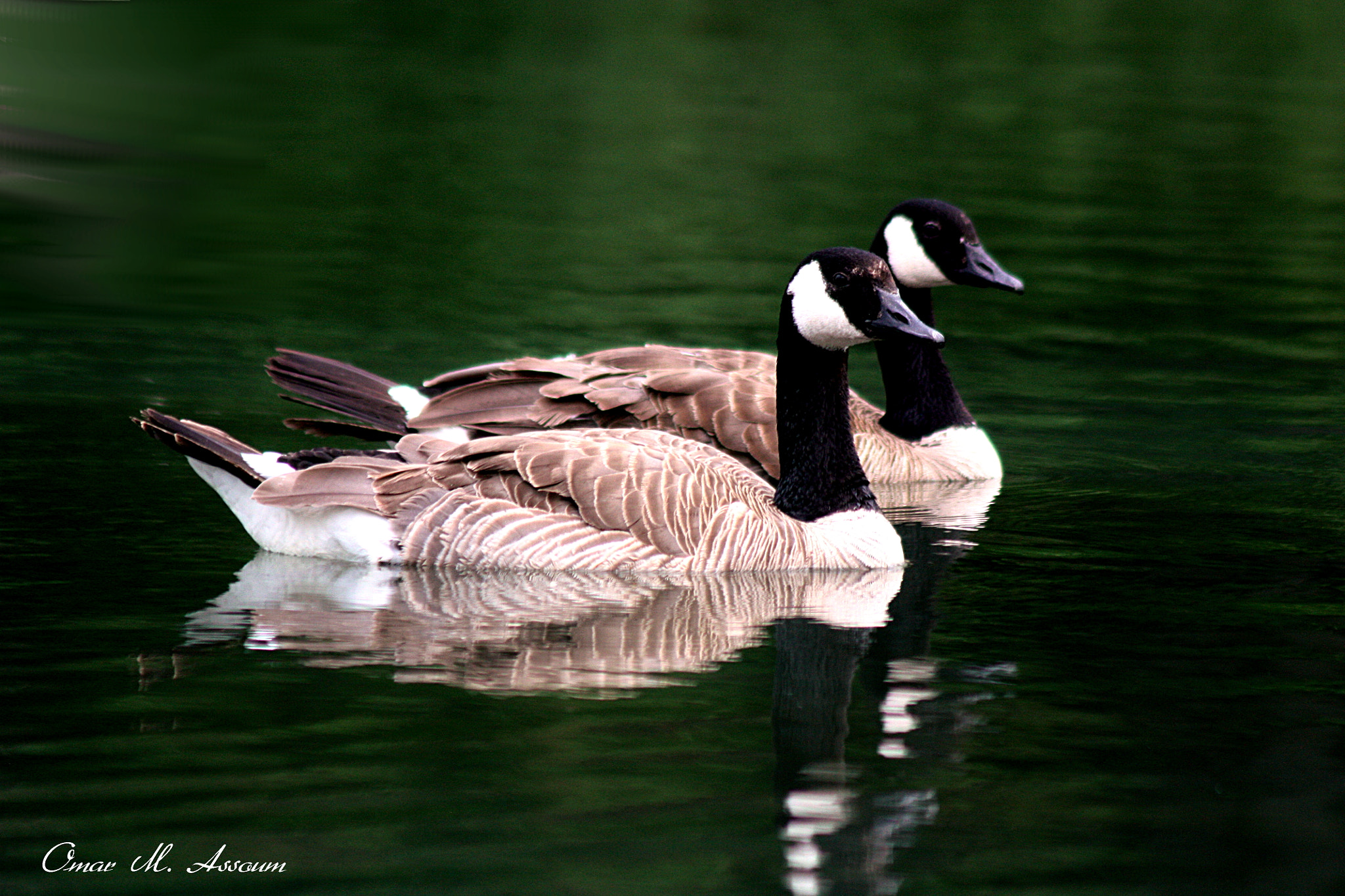 Canon EF 75-300mm F4.0-5.6 IS USM sample photo. Green lagoon head to head photography