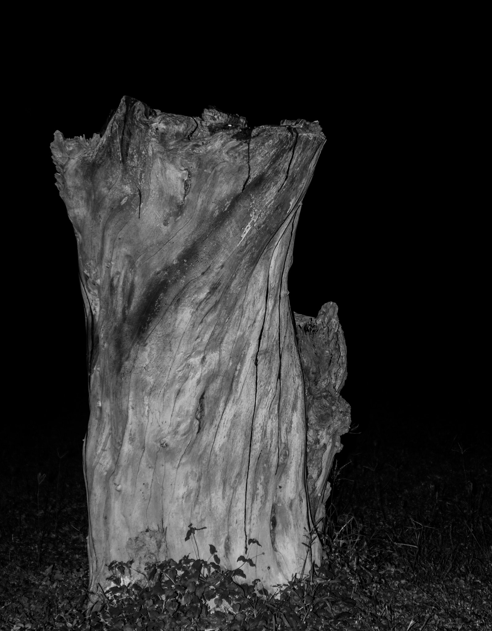 AF Zoom-Nikkor 35-135mm f/3.5-4.5 N sample photo. Arbol en la noche photography