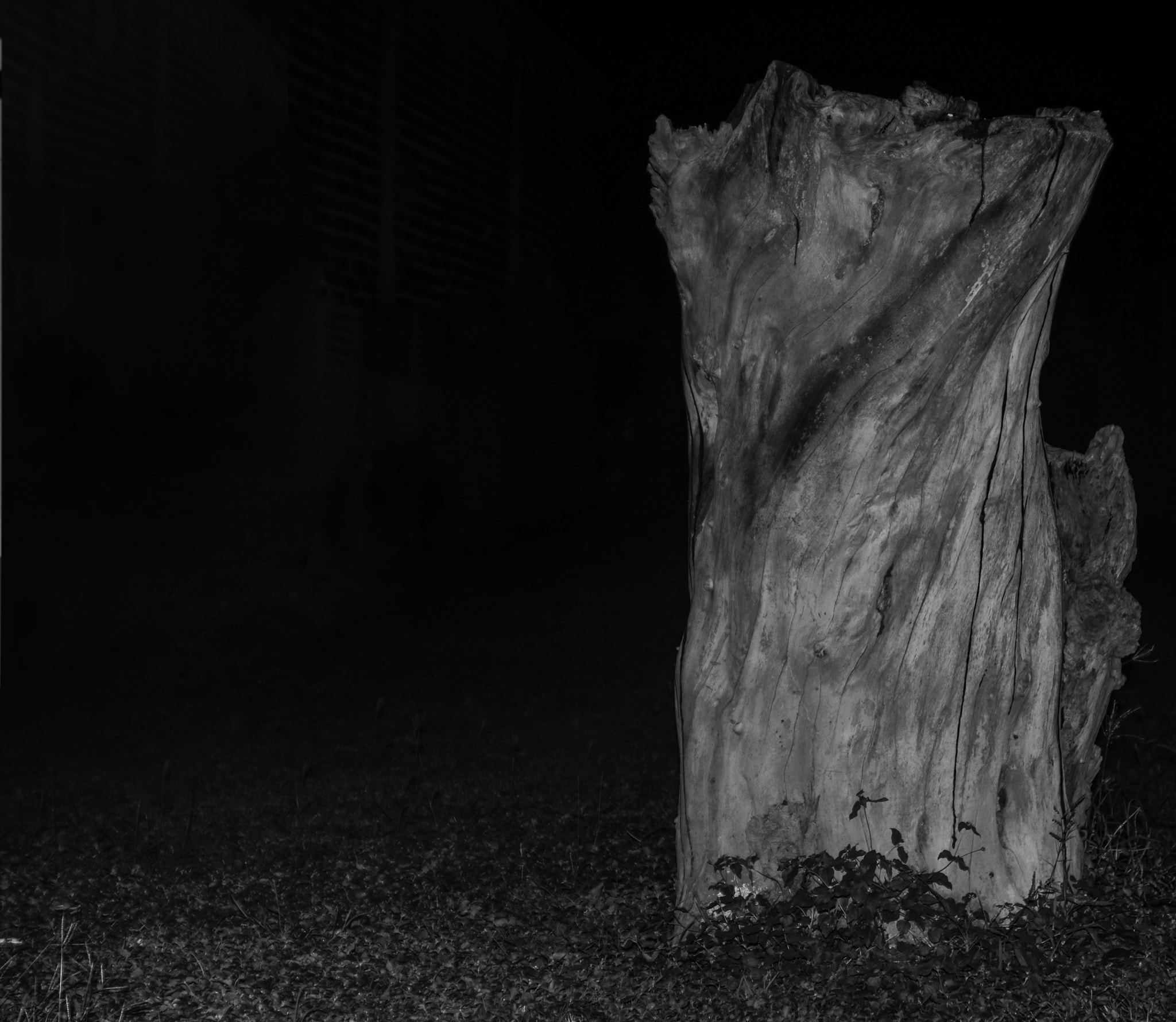 AF Zoom-Nikkor 35-135mm f/3.5-4.5 N sample photo. Arbol... photography