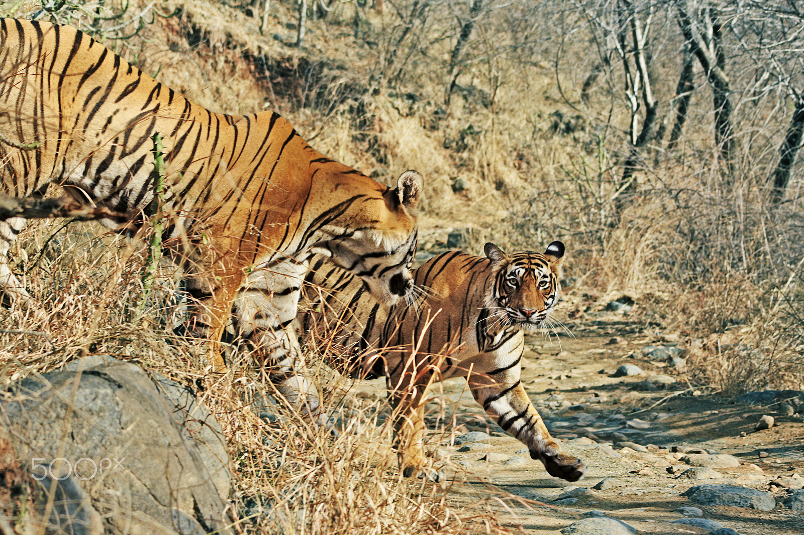 Canon EOS 400D (EOS Digital Rebel XTi / EOS Kiss Digital X) + Canon EF 90-300mm F4.5-5.6 sample photo. Courthship of tigers at ranthambore photography