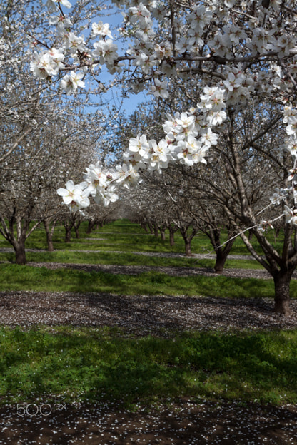 Canon EOS 500D (EOS Rebel T1i / EOS Kiss X3) sample photo. Blooming almond orchard photography