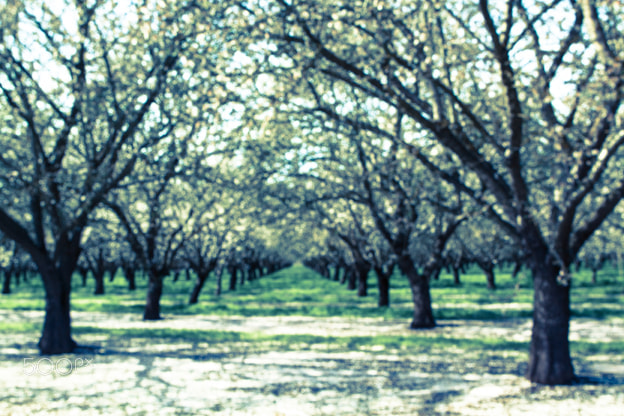 Canon EOS 500D (EOS Rebel T1i / EOS Kiss X3) sample photo. Dreamscape orchard photography
