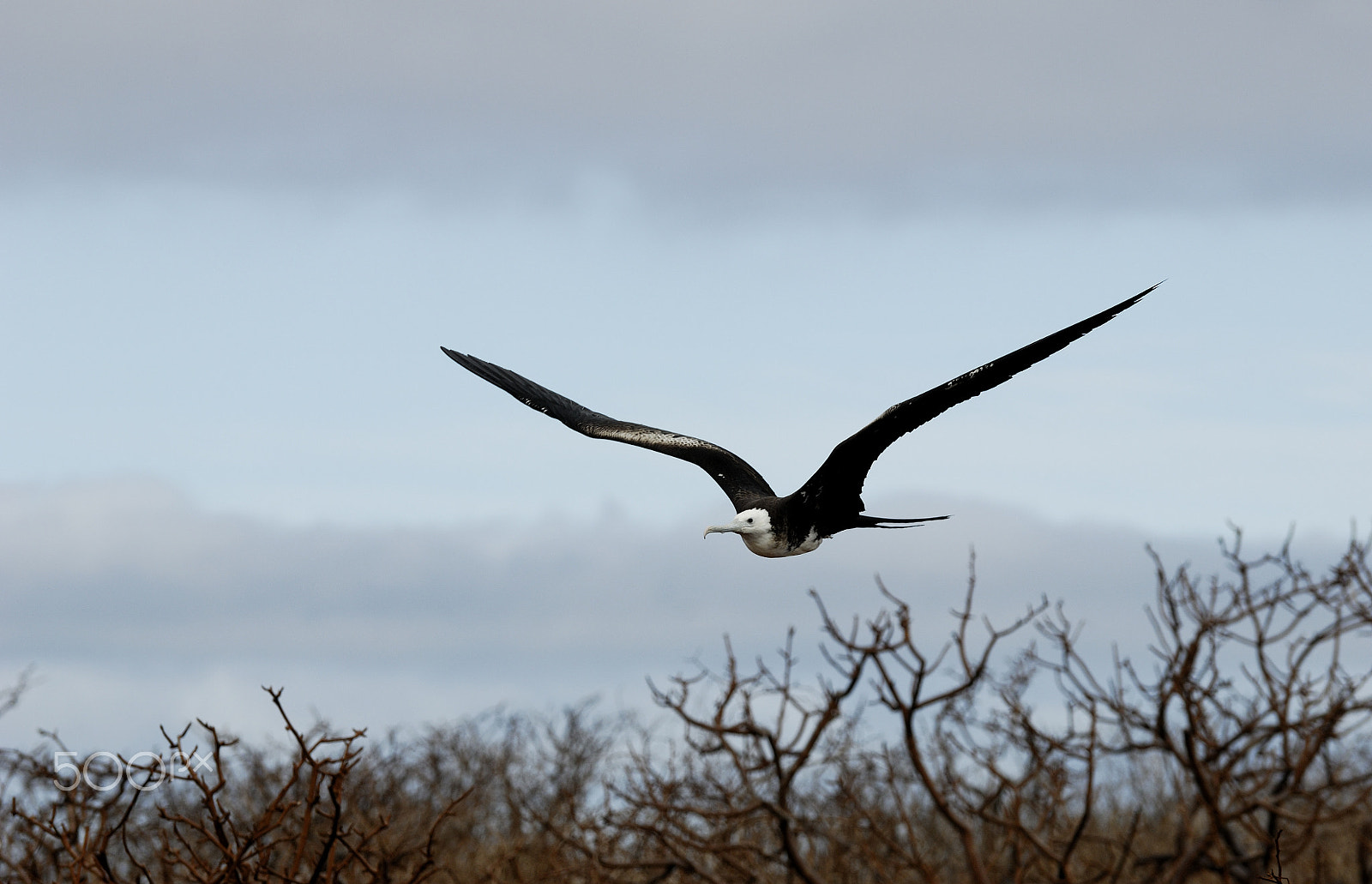 Nikon D2X sample photo. Juv magnificent frigatebird fly over the tree photography