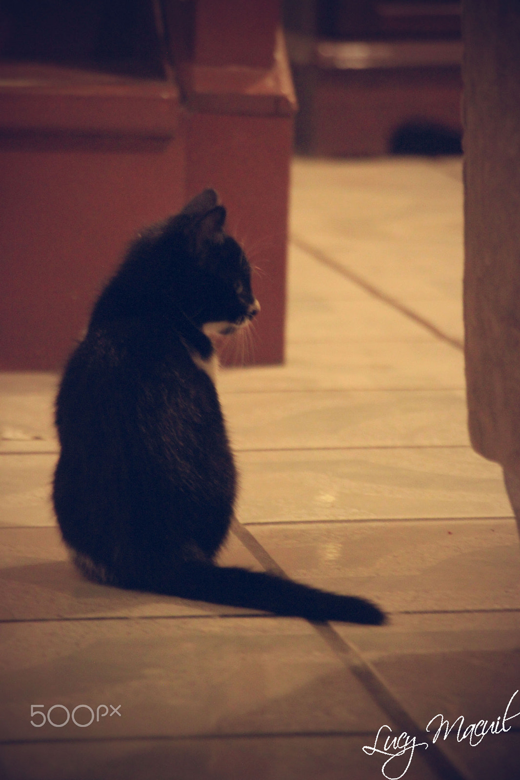 Canon EF-S 18-135mm F3.5-5.6 IS STM sample photo. Kitty photography
