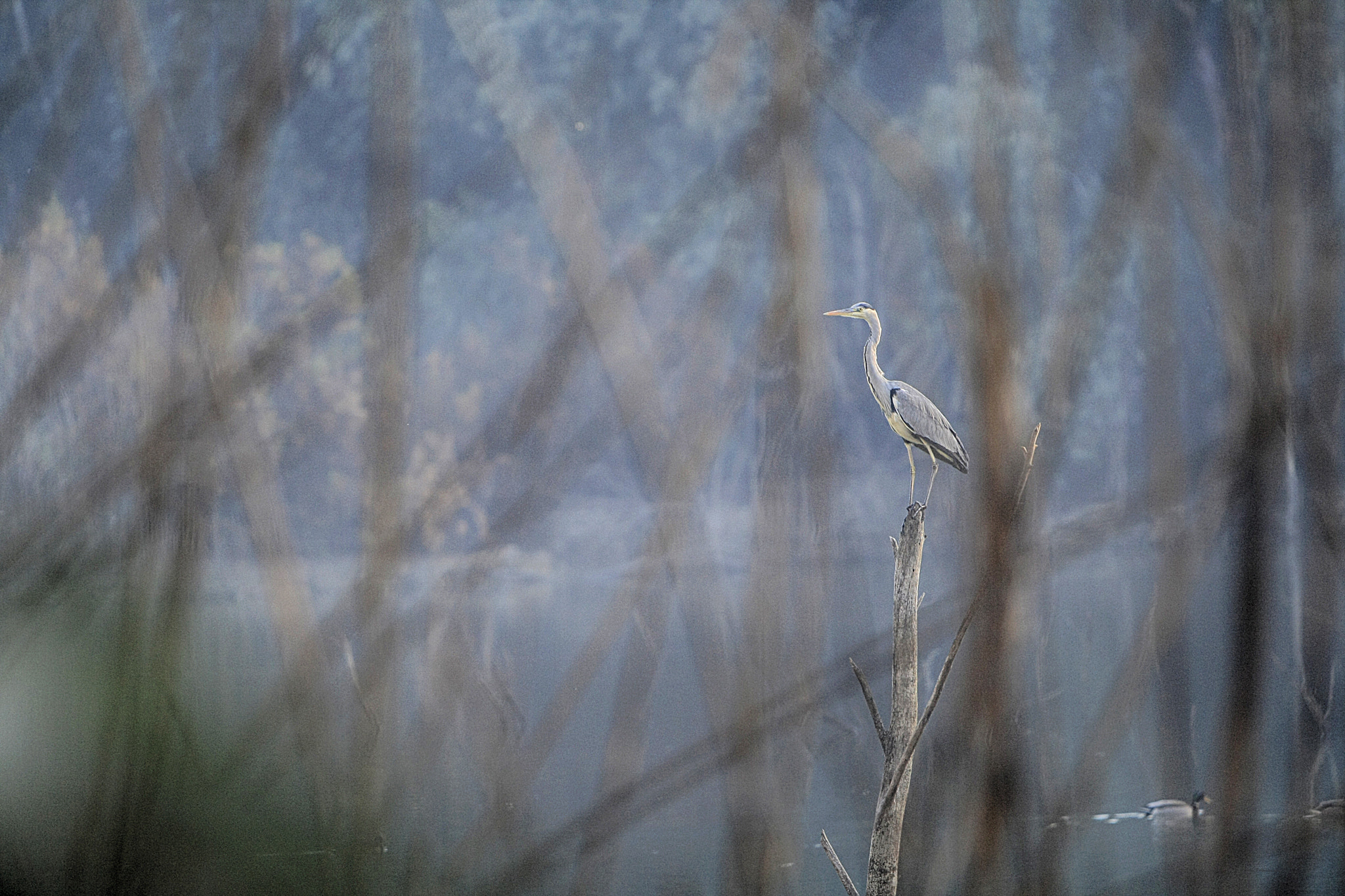 Canon EF 70-200mm F2.8L IS USM sample photo. Life photography
